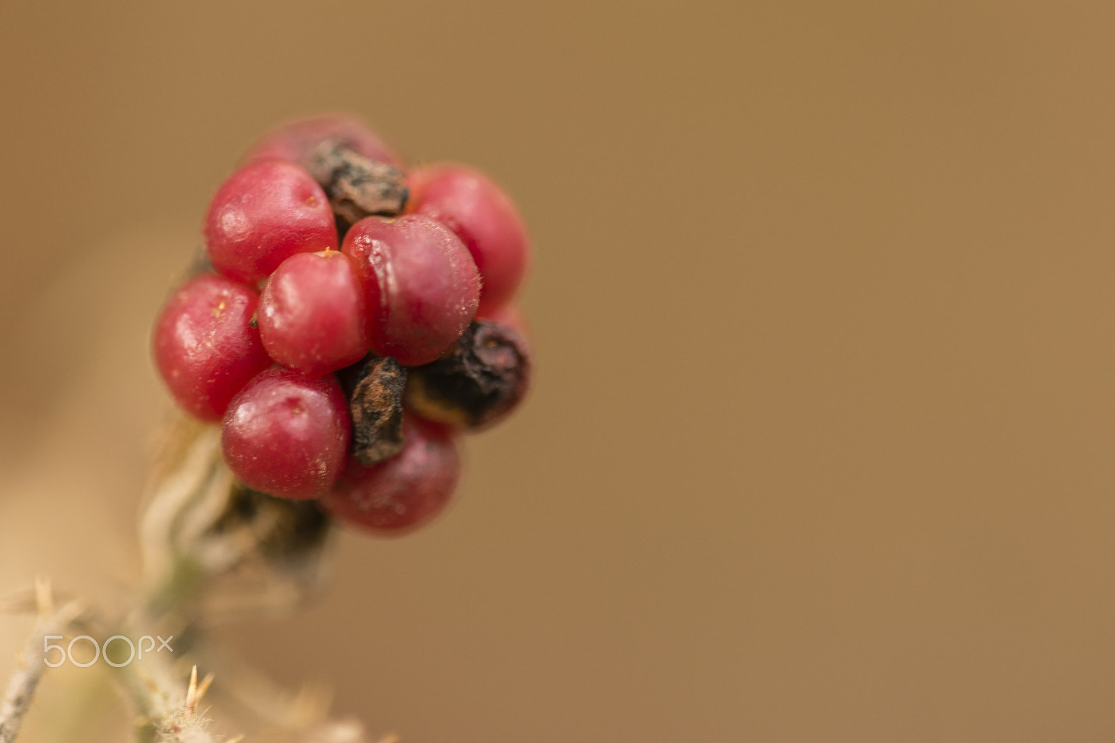 Sigma 150mm F2.8 EX DG Macro HSM sample photo. Raspberry in "chocolate cream" photography