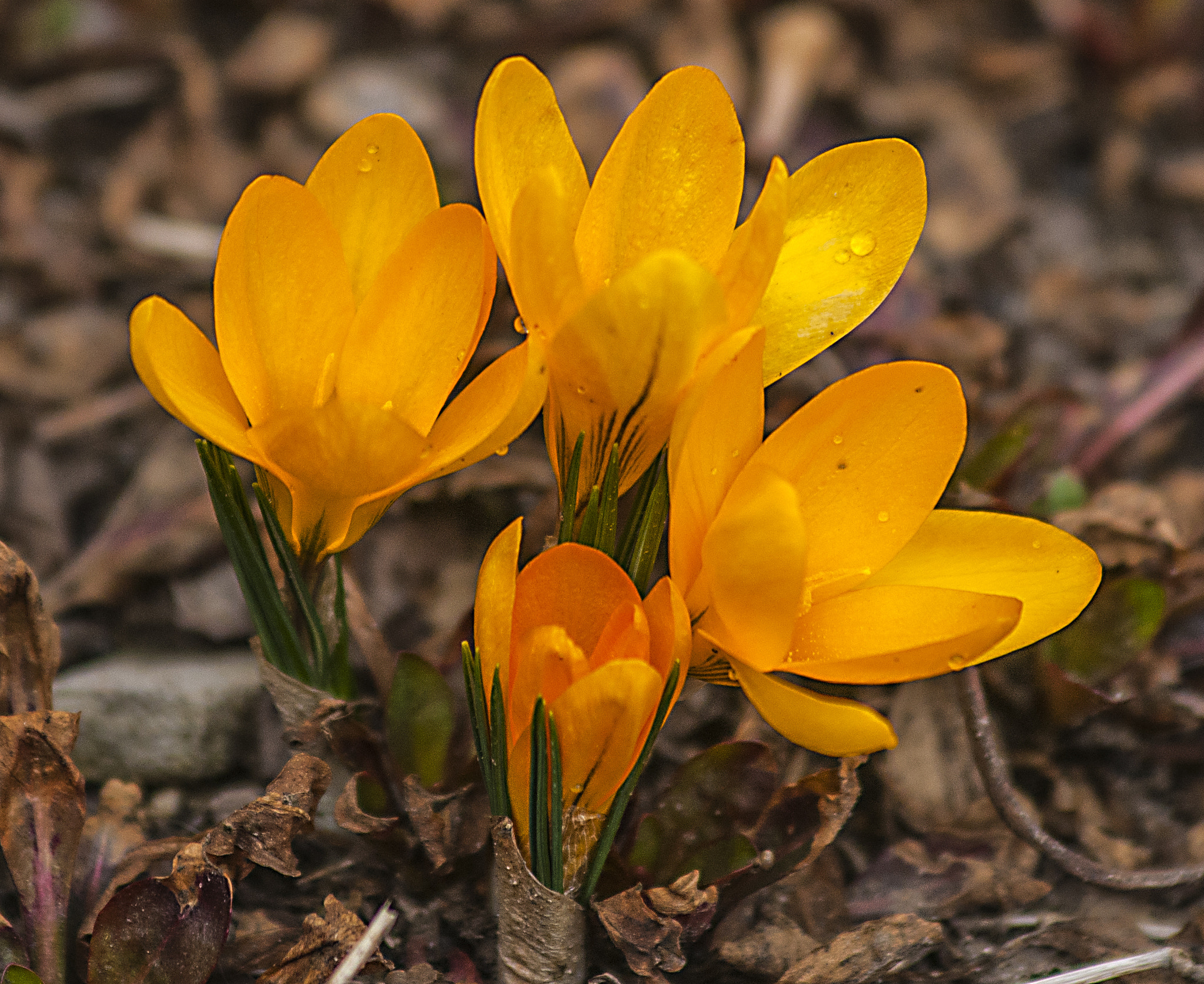 Nikon D300 sample photo. Crocus photography