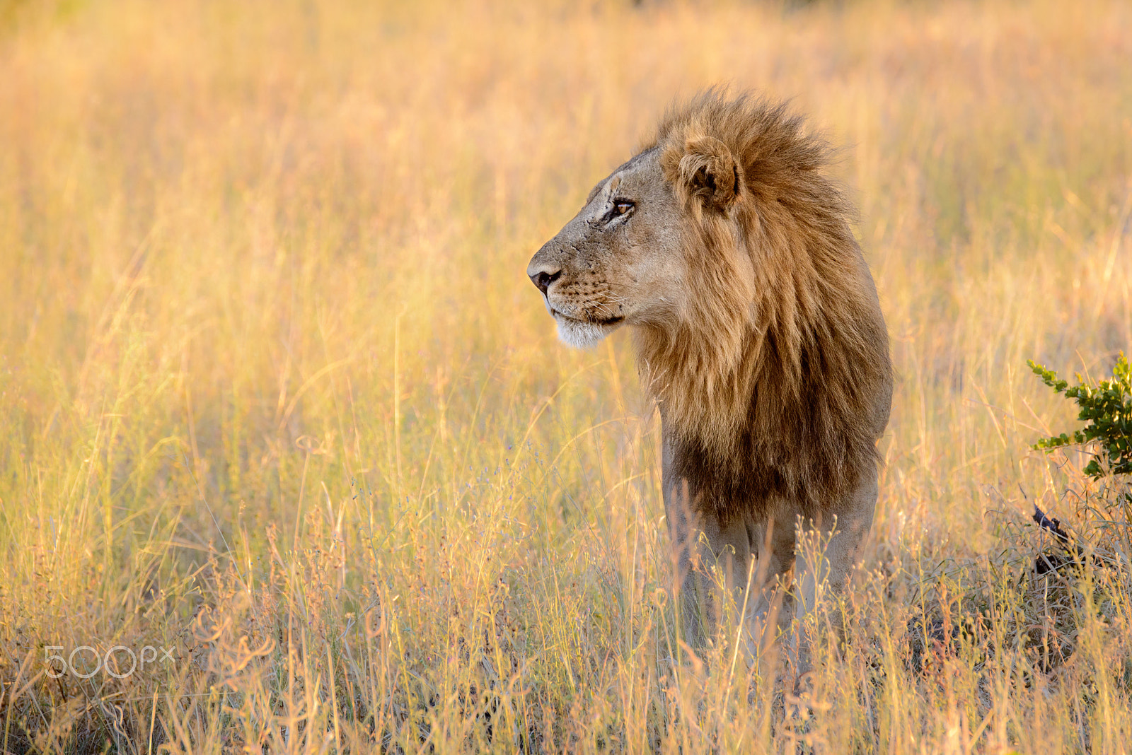 Nikon D800 sample photo. Fierce profile photography