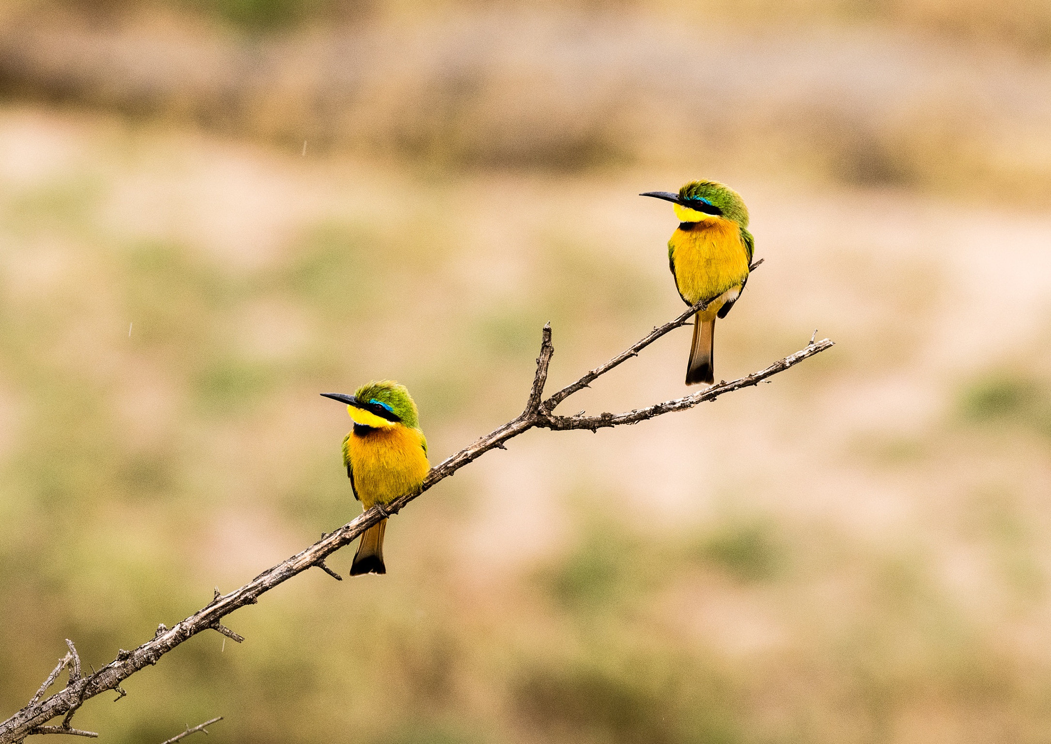 Nikon D500 sample photo. Two little bee-eaters photography
