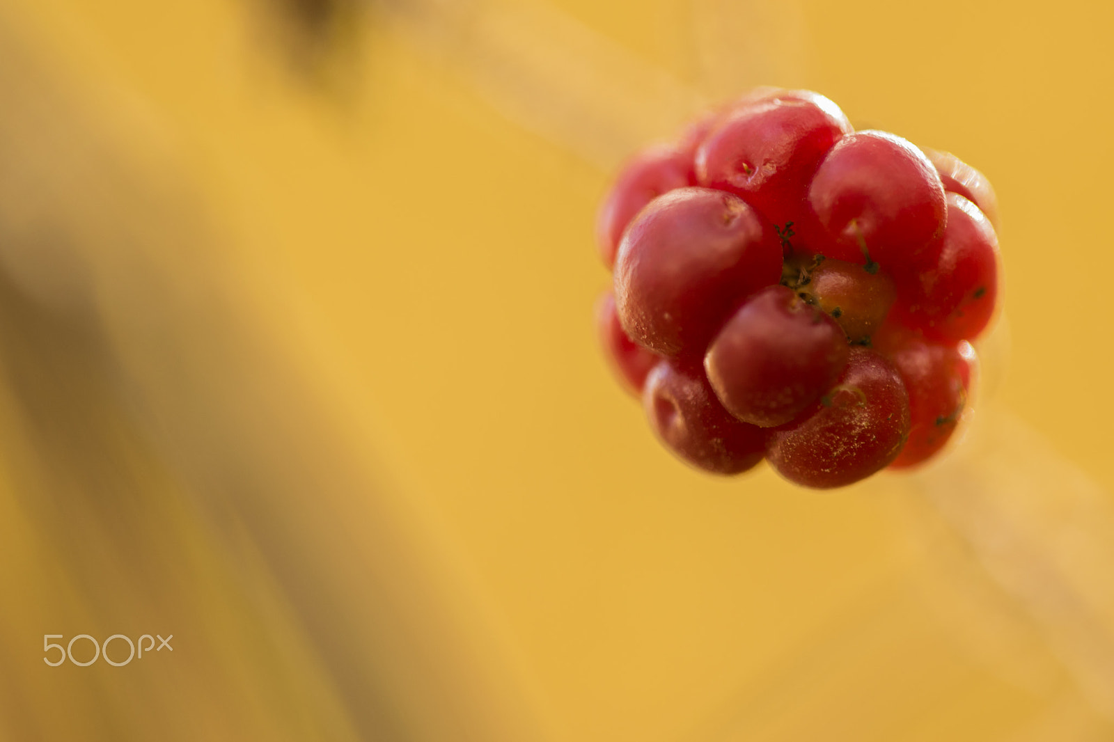 Nikon D3300 + Sigma 150mm F2.8 EX DG Macro HSM sample photo. Raspberry photography