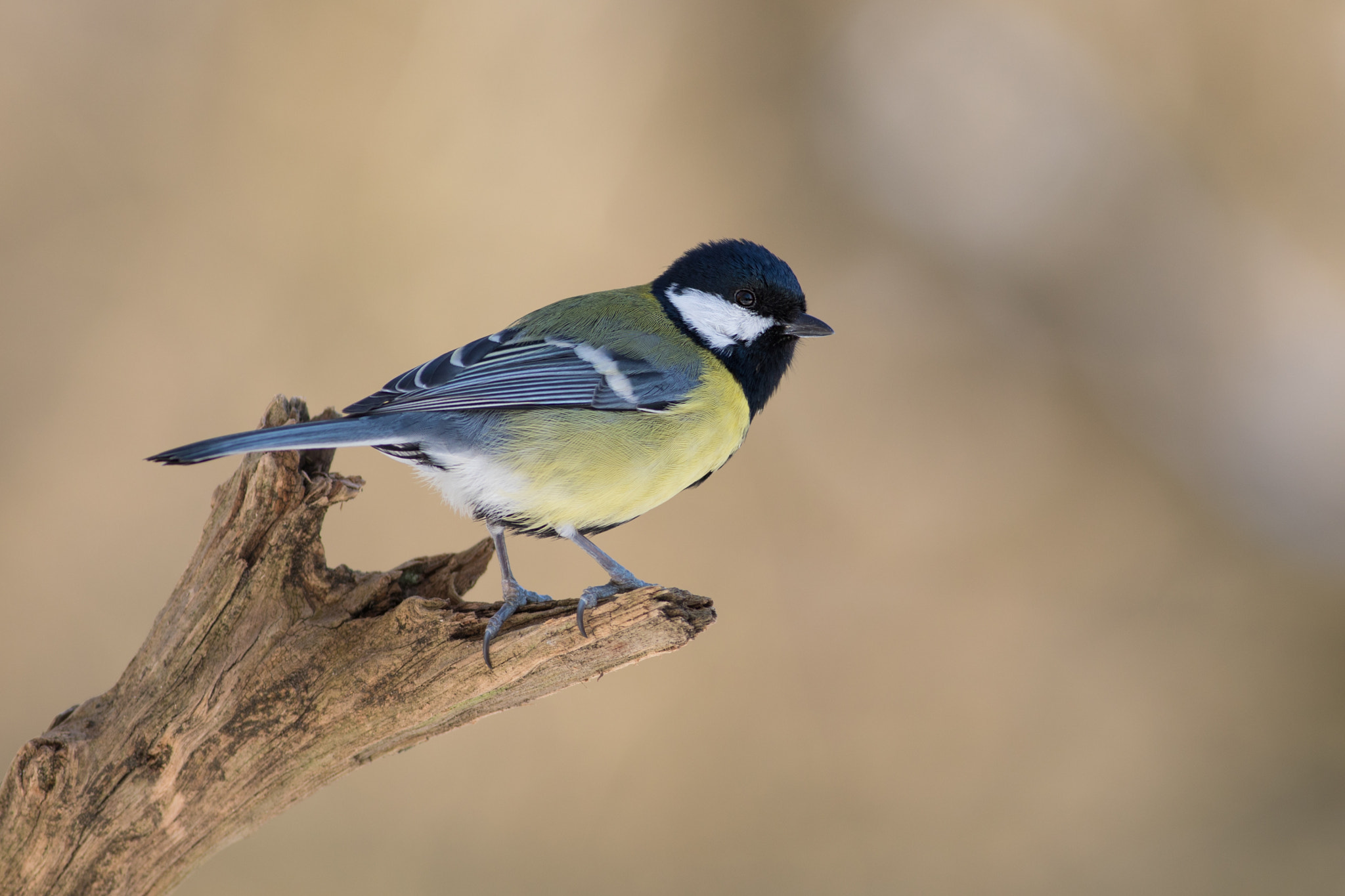 Canon EF 400mm F5.6L USM sample photo. Sýkora koňadra (parus major) photography