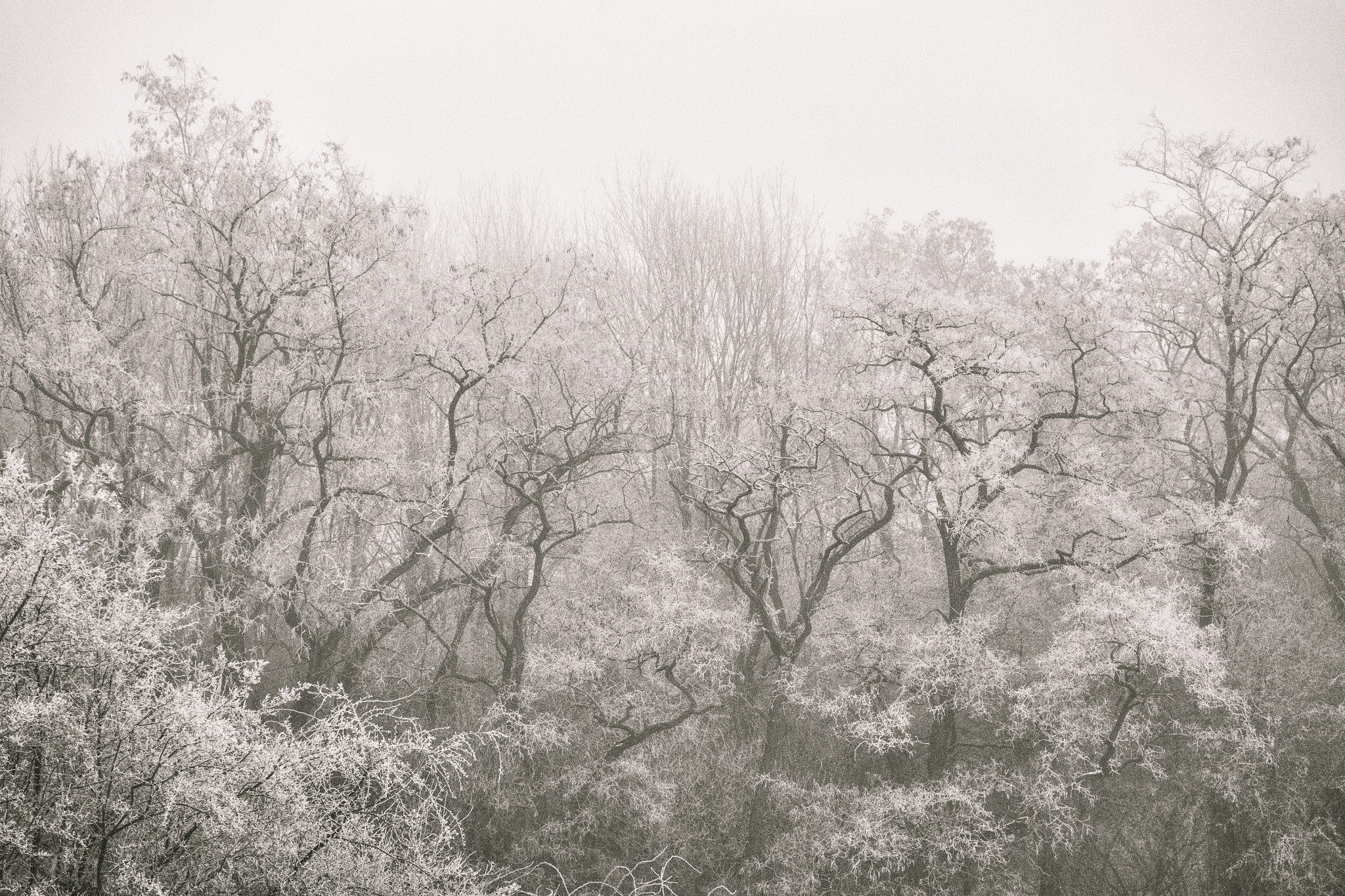 ZEISS Touit 50mm F2.8 sample photo. Sunday morning photography