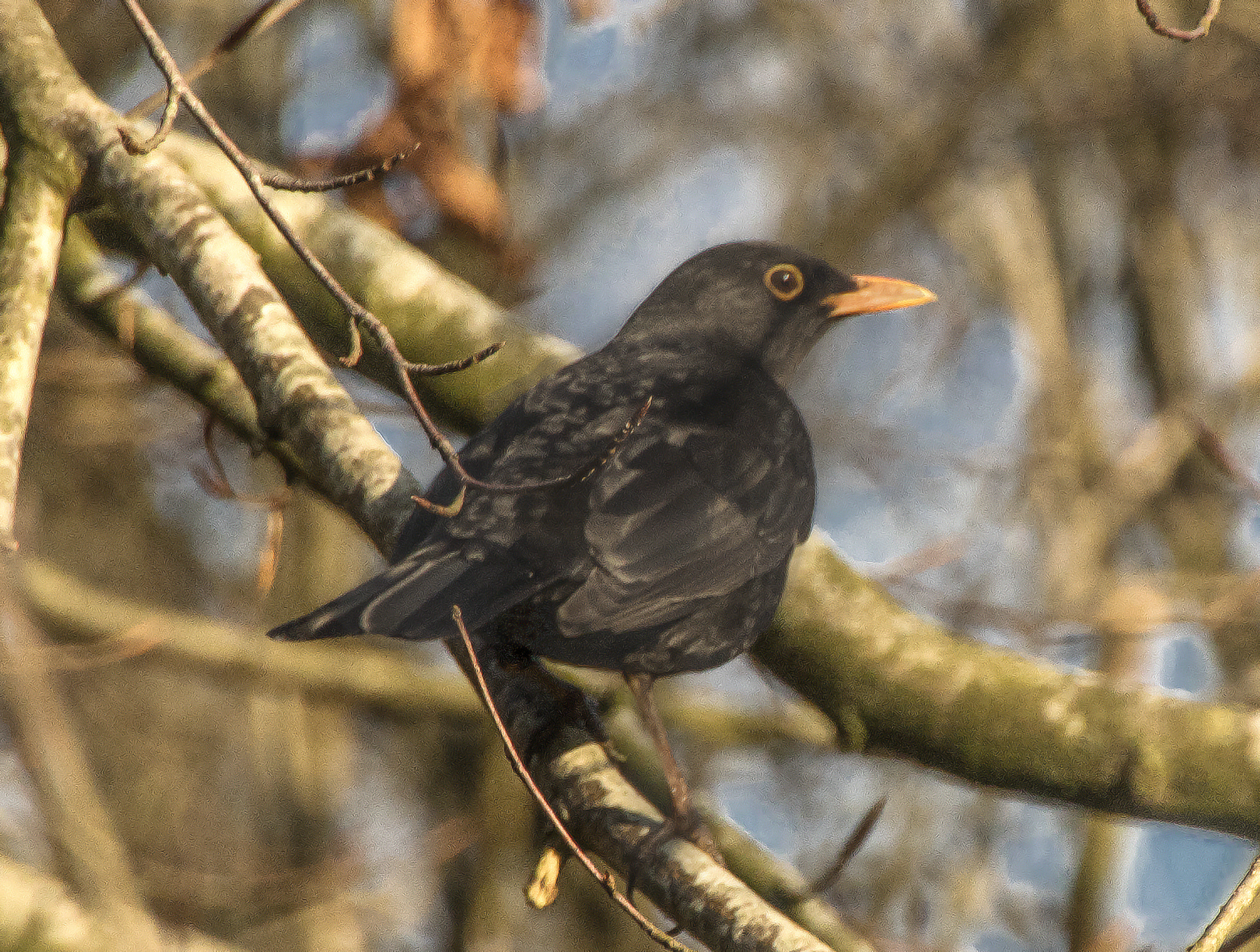 Canon EOS 750D (EOS Rebel T6i / EOS Kiss X8i) sample photo. Blackbird in a tree photography