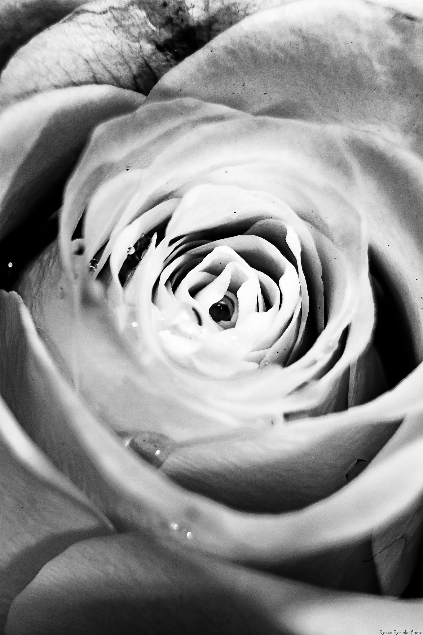 Canon EOS M sample photo. Cuor di rosa photography