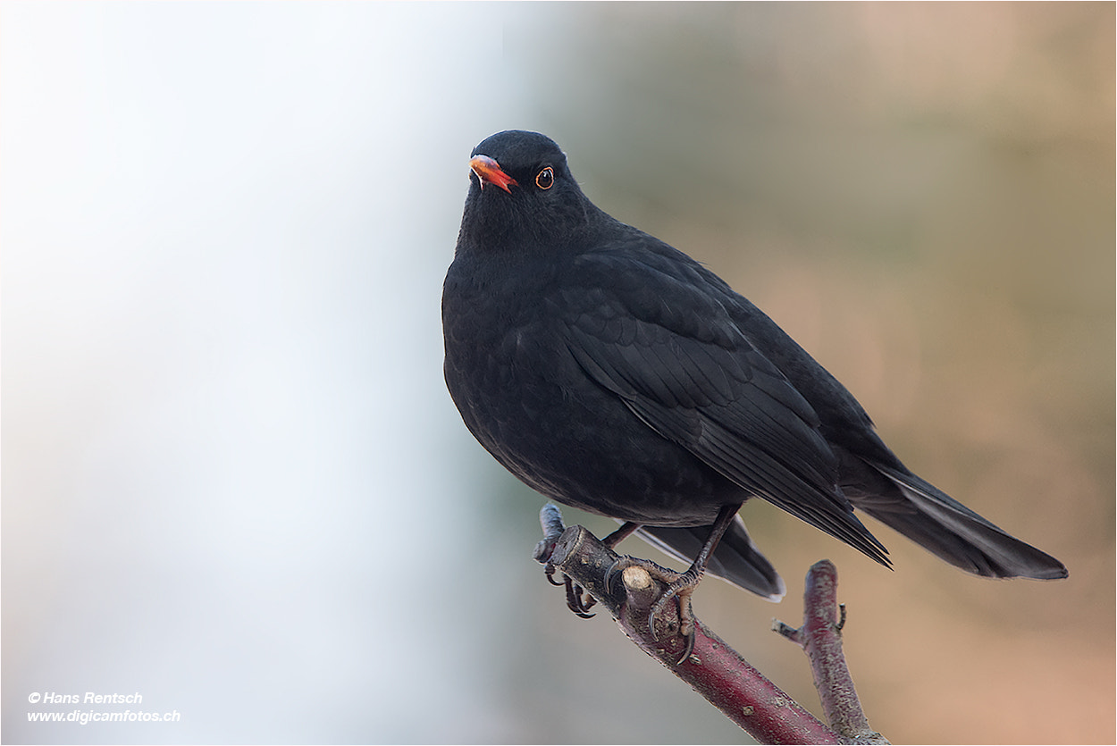 Nikon D5 + Nikon AF-S Nikkor 200-400mm F4G ED VR II sample photo. Auch eine amsel hat ihre schönheit... photography