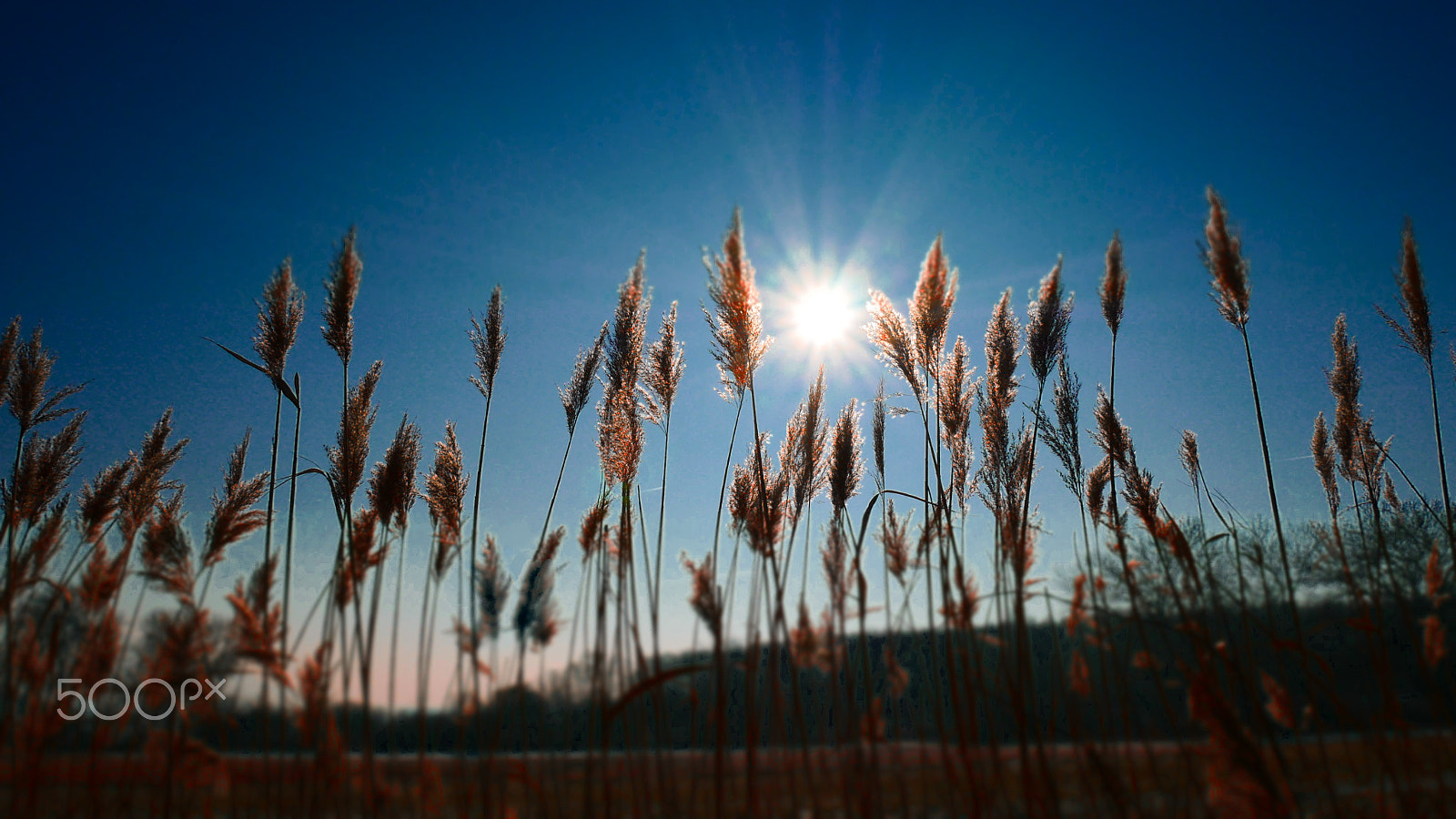 Panasonic Lumix DMC-GX85 (Lumix DMC-GX80 / Lumix DMC-GX7 Mark II) sample photo. Winter sun i. photography