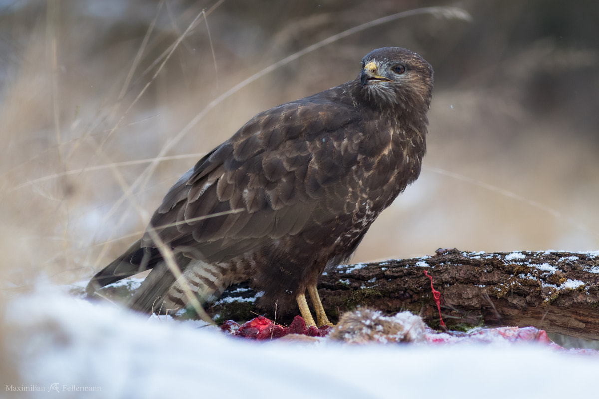 Canon EF 300mm F4L IS USM sample photo. Bird on prey photography