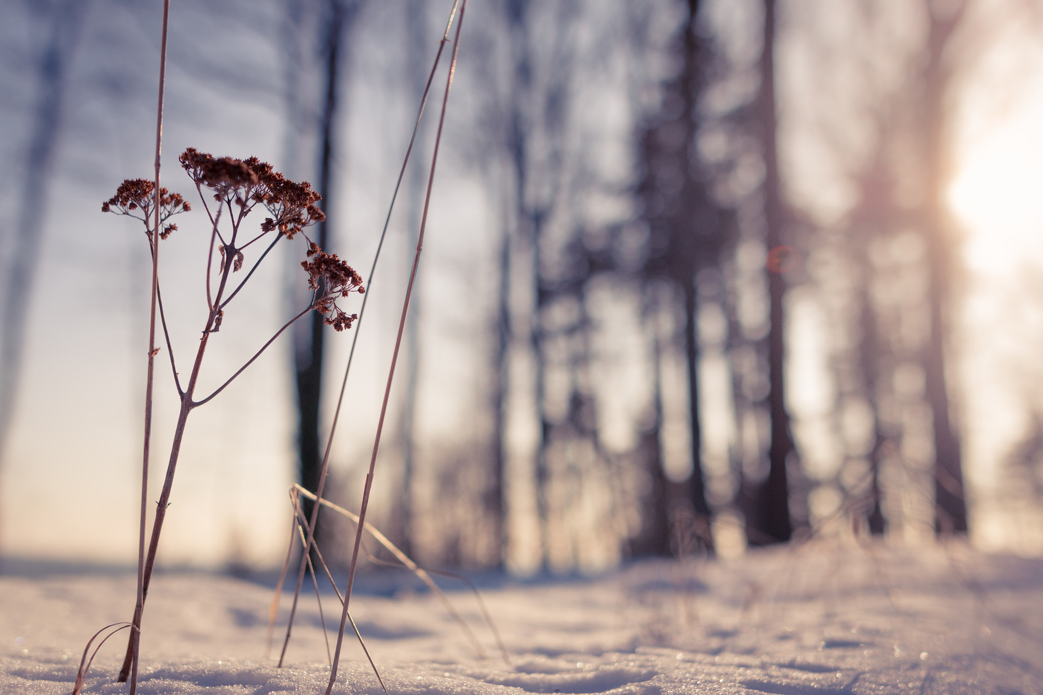 Sigma 24mm F1.4 DG HSM Art sample photo. Watching them grow in the snow. photography