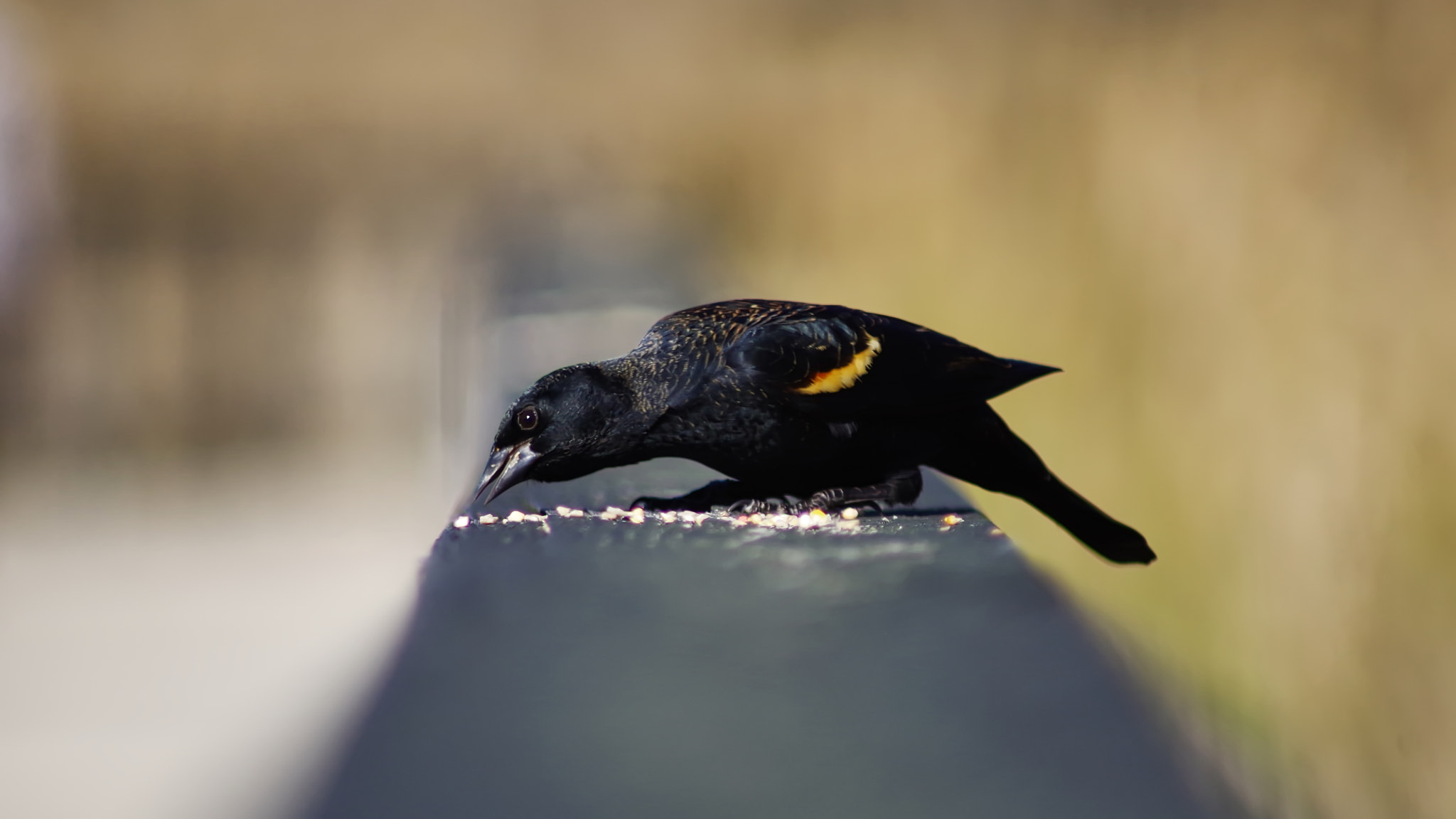 Tamron AF 70-300mm F4-5.6 LD Macro 1:2 sample photo. Eating photography