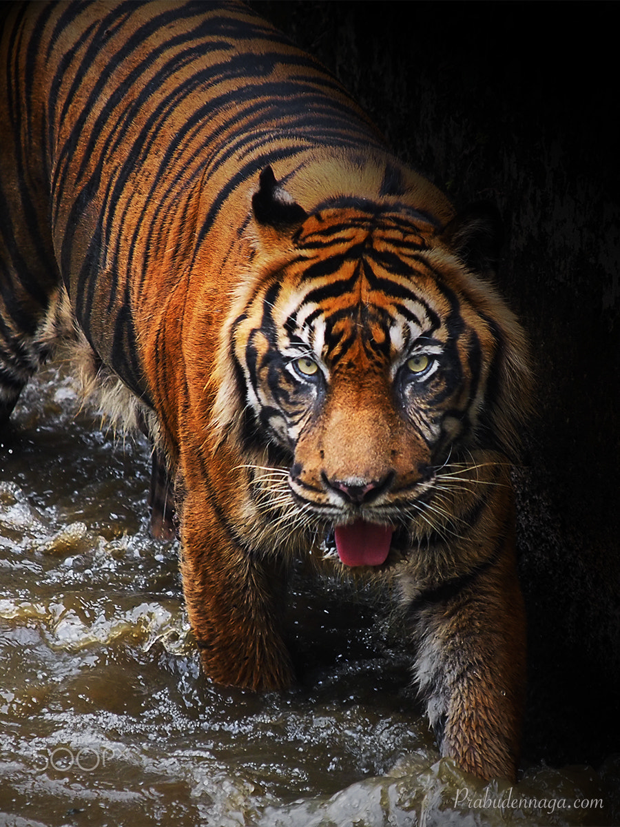 Olympus E-5 sample photo. The sumatera tiger photography