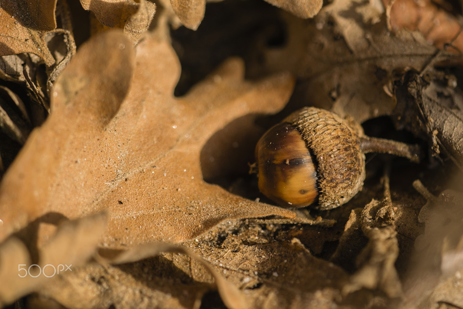 Nikon D3300 + Sigma 150mm F2.8 EX DG Macro HSM sample photo. Acorn on leaves photography