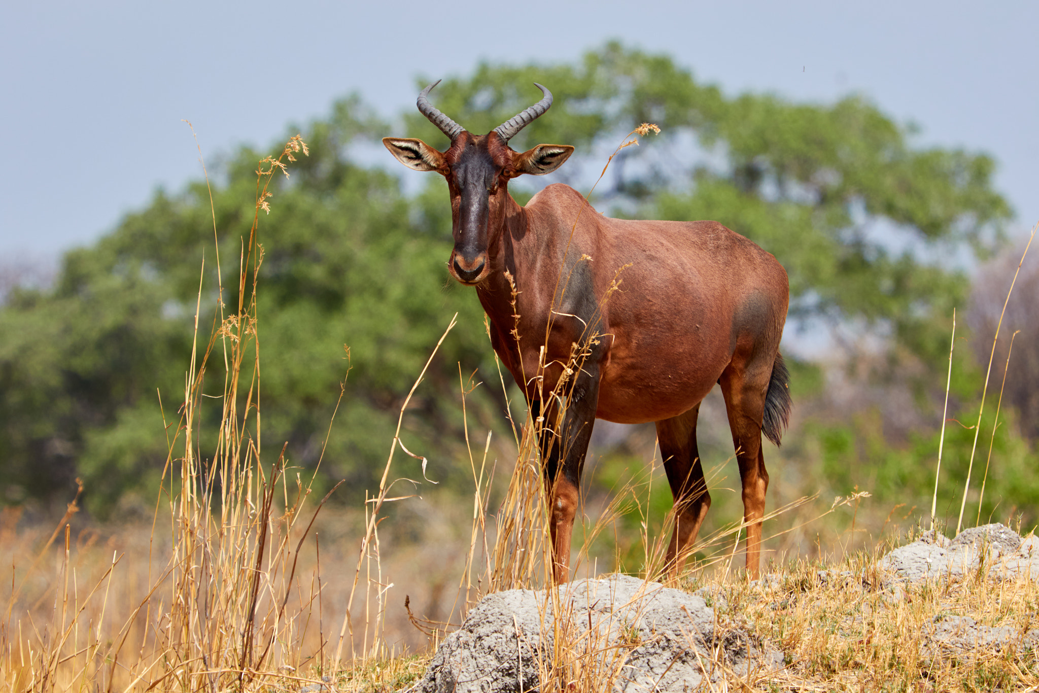 Canon EF 100-400mm F4.5-5.6L IS USM sample photo. Tsessebe in botswana photography