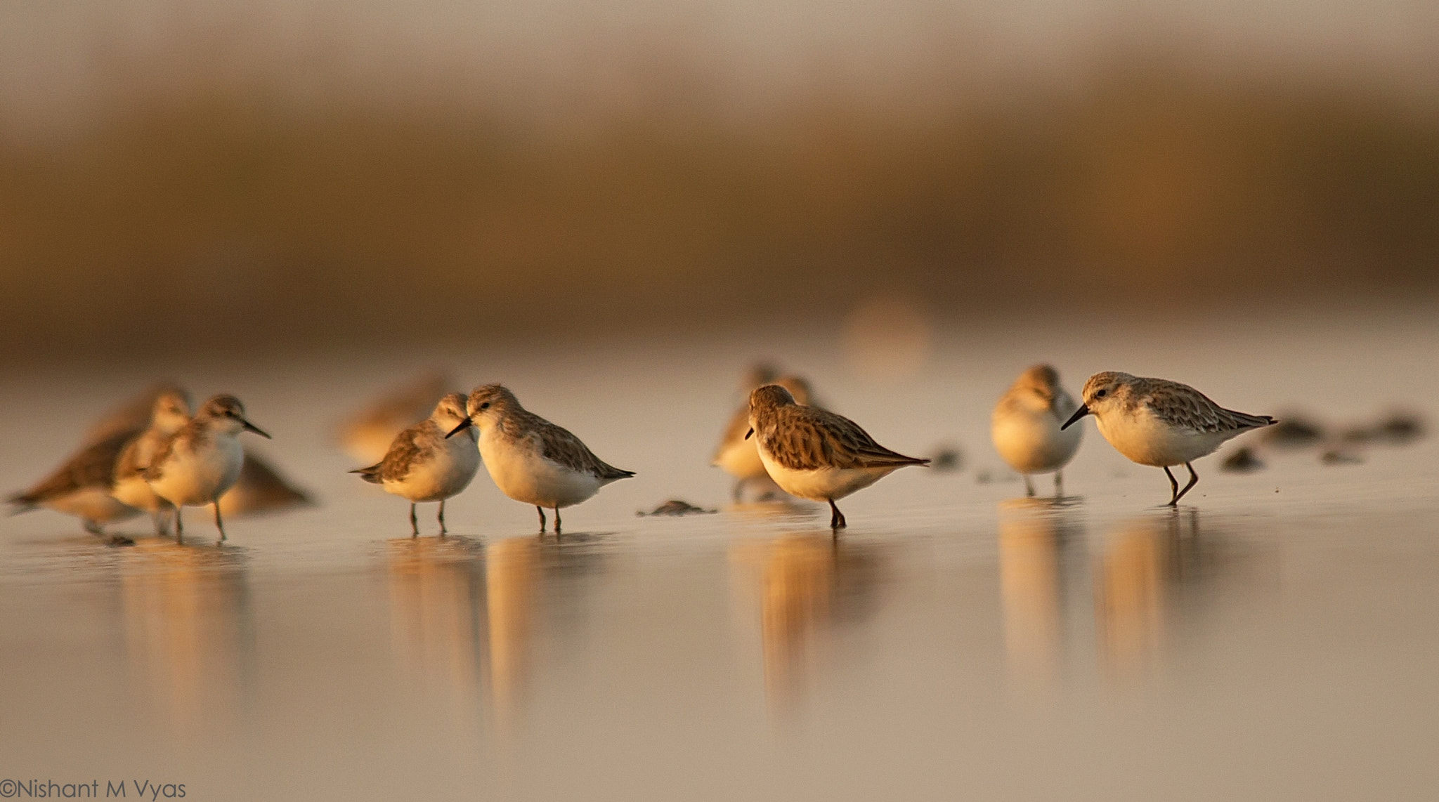 Sigma 150-500mm F5-6.3 DG OS HSM sample photo. Waders photography