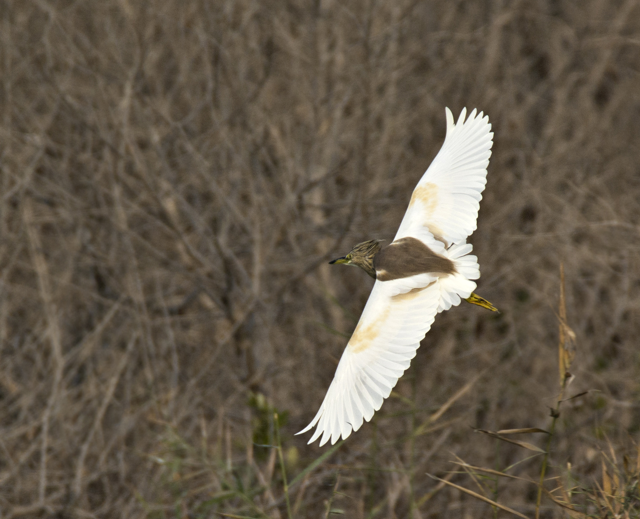 Sigma 28-300mm F3.5-6.3 DG Macro sample photo. Golden heron photography