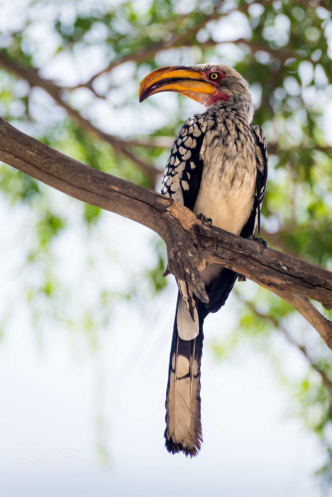 Nikon D800 sample photo. Yellow-billed hornbill photography