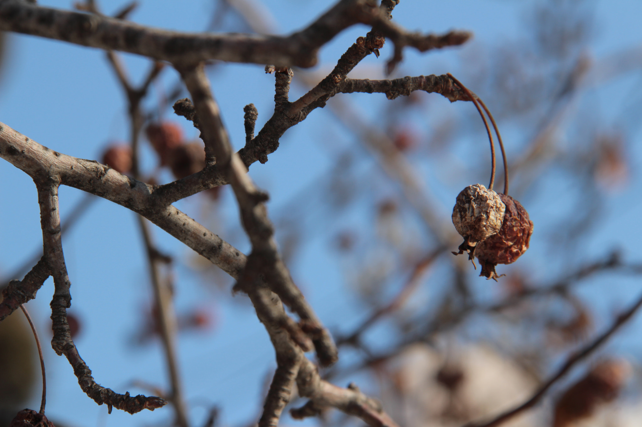 Canon EF-S 18-200mm F3.5-5.6 IS sample photo. 시들어도  귀여운  꽃사과``` photography