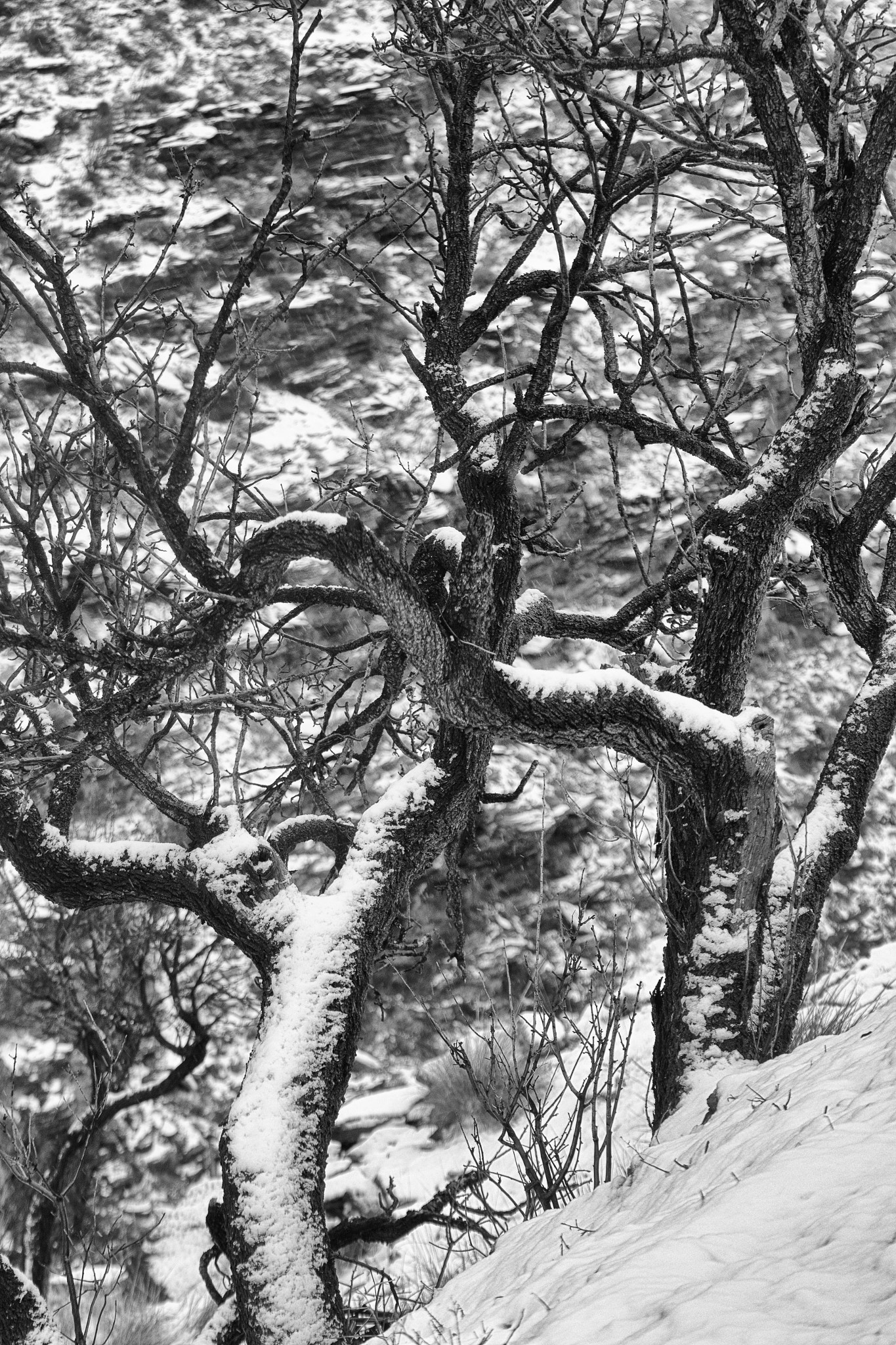 Tamron SP 35mm F1.8 Di VC USD sample photo. Mediterranean snow trees photography
