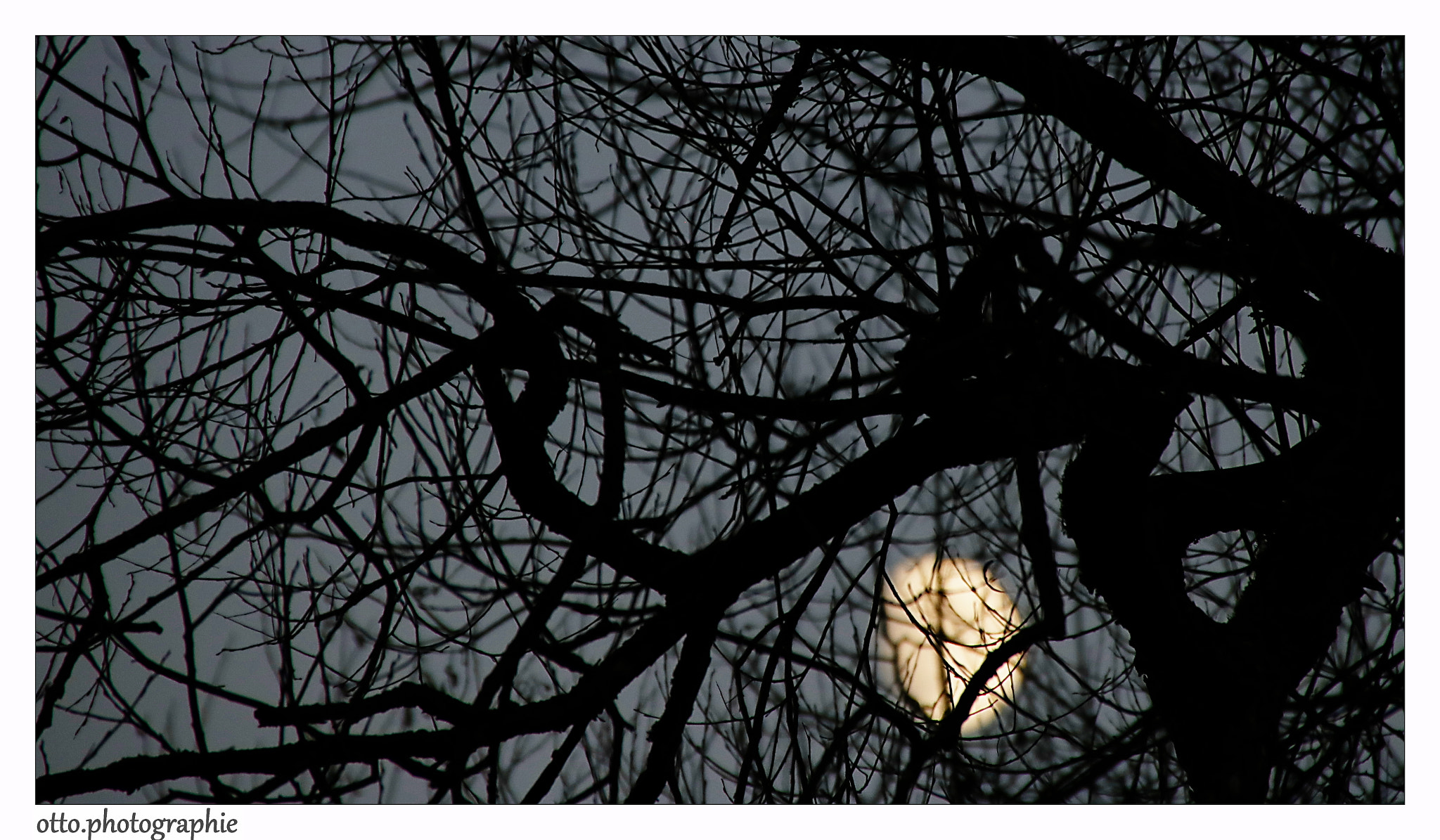 Canon EOS 750D (EOS Rebel T6i / EOS Kiss X8i) sample photo. Mond und bäume photography