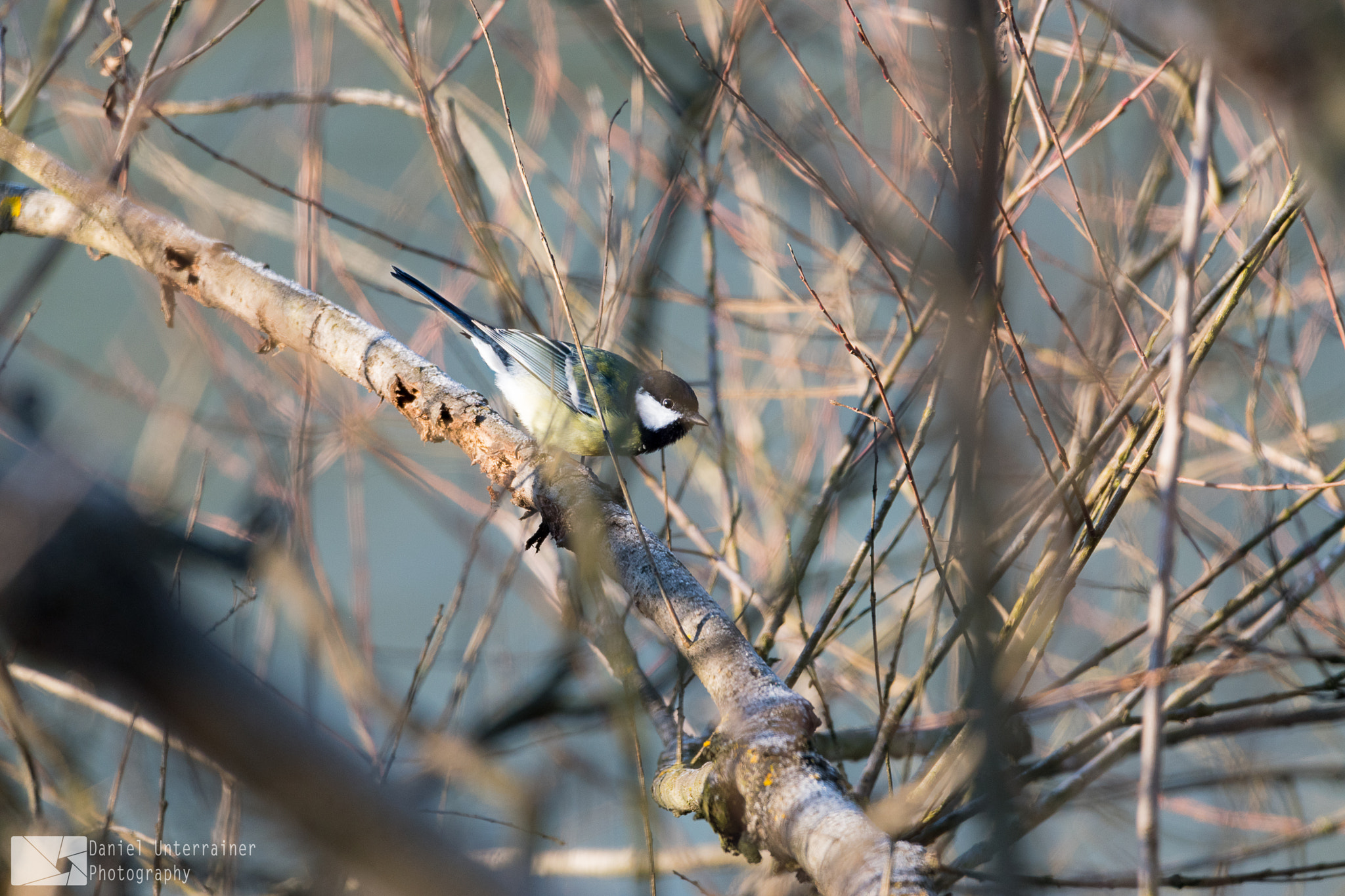 Sigma 150-600mm F5-6.3 DG OS HSM | C sample photo. Hiding in the trees photography