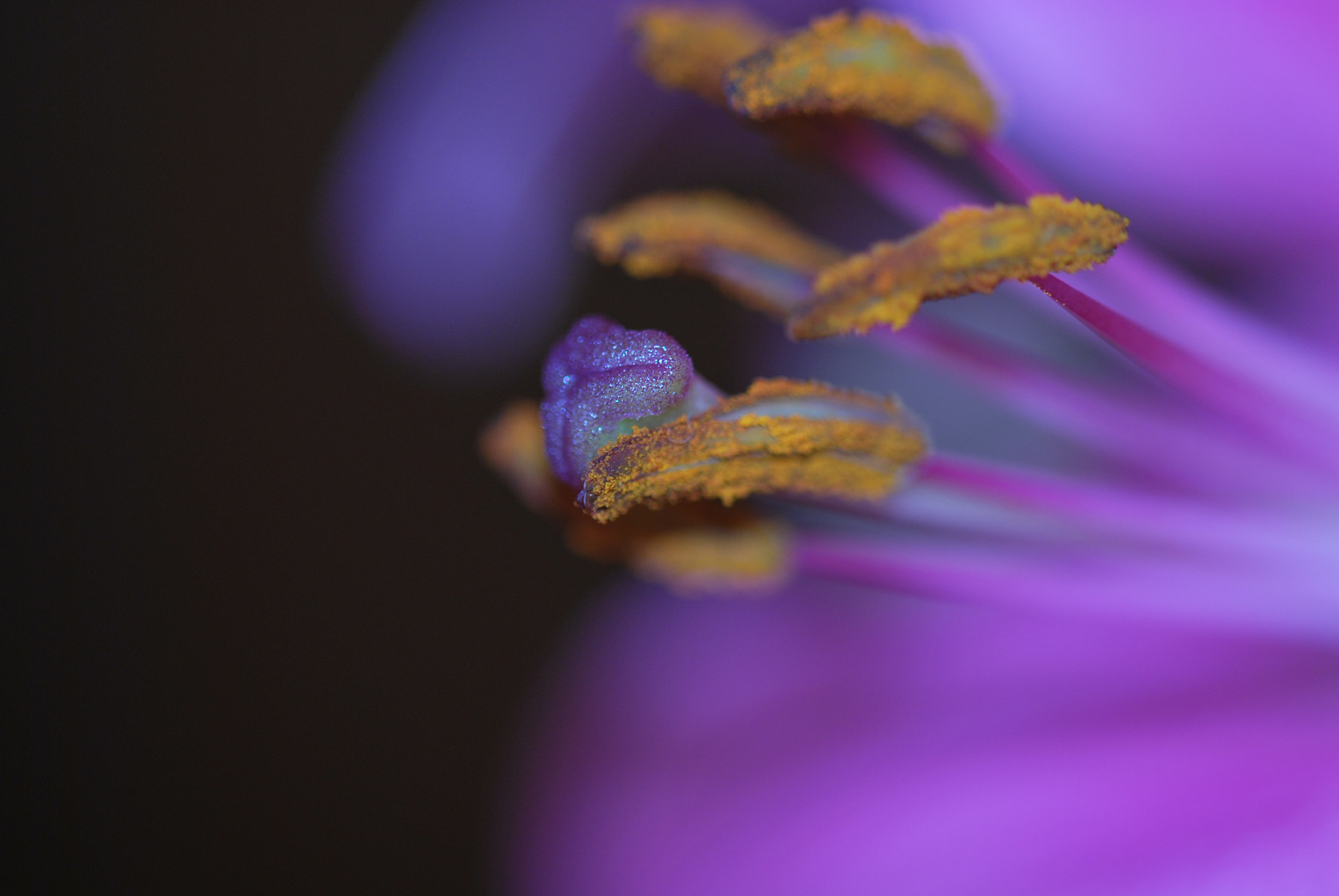Sigma 105mm F2.8 EX DG OS HSM sample photo. Lirio photography