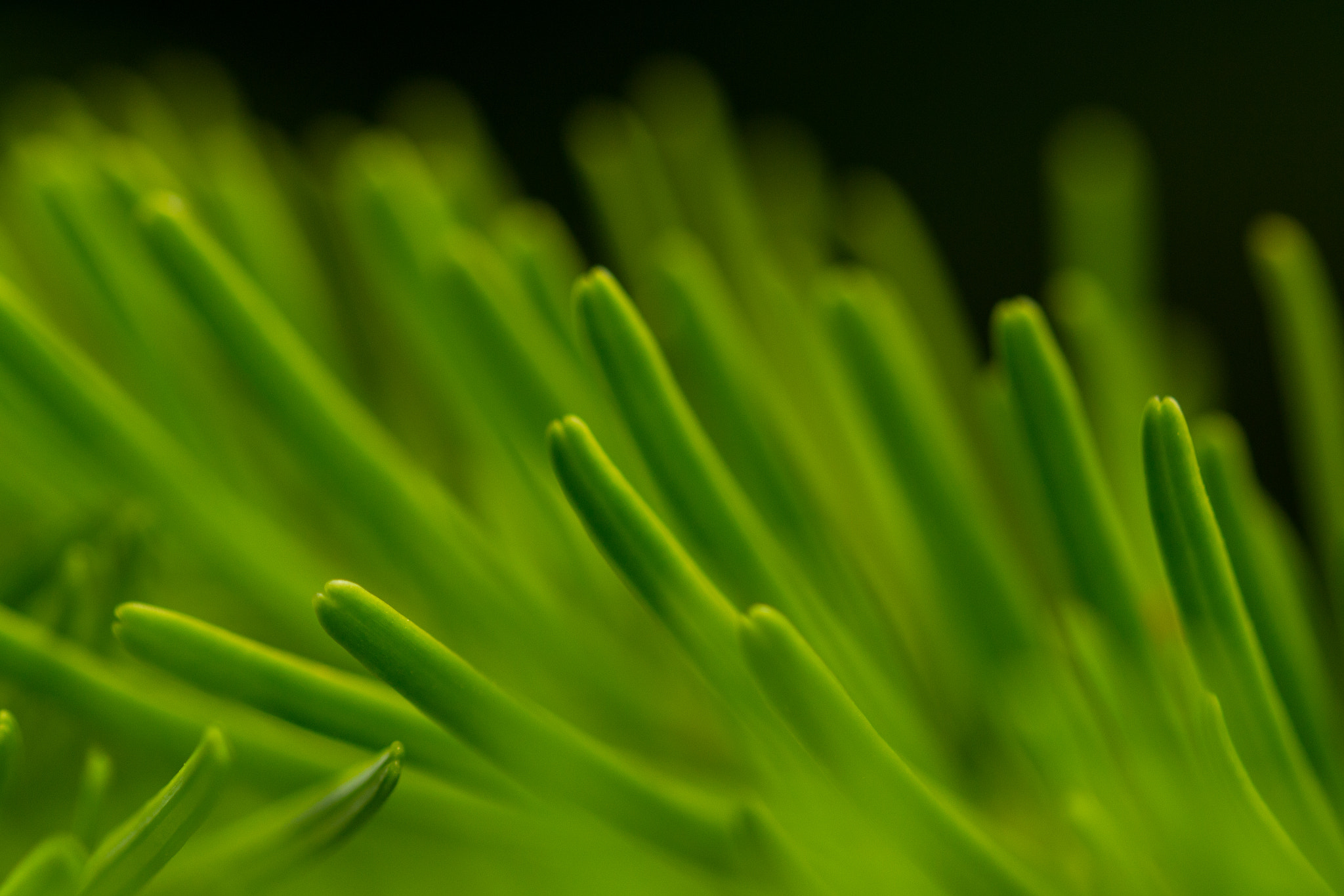 Sigma 105mm F2.8 EX DG OS HSM sample photo. Pine photography