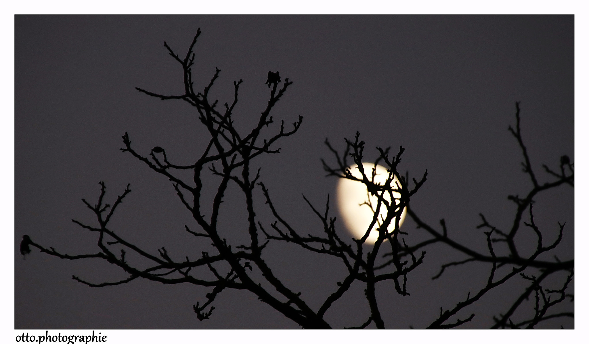 Sigma 18-250mm F3.5-6.3 DC OS HSM sample photo. Mond und bäume photography