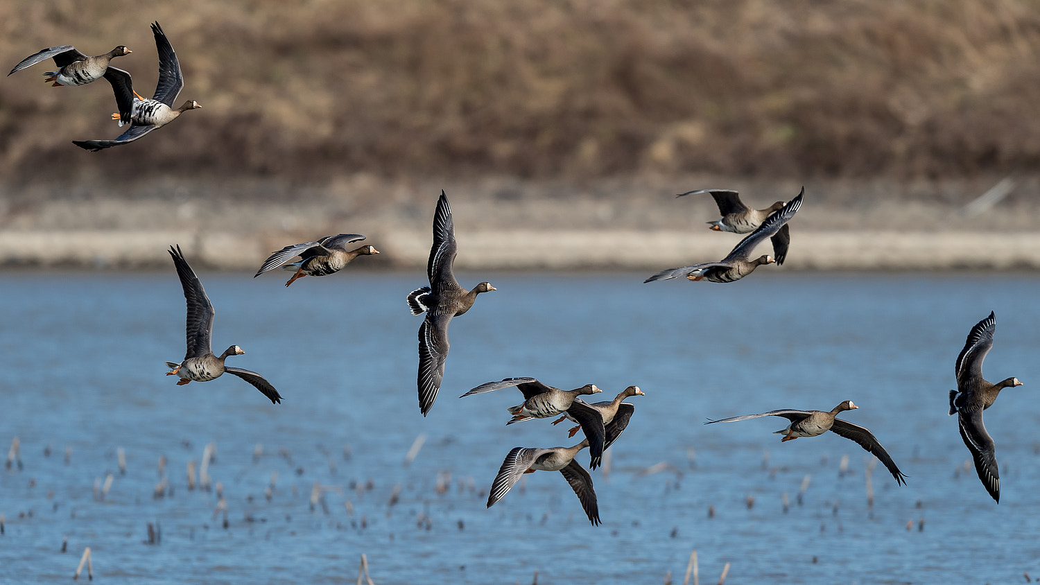Nikon AF-S Nikkor 600mm F4E FL ED VR sample photo. Free fall photography