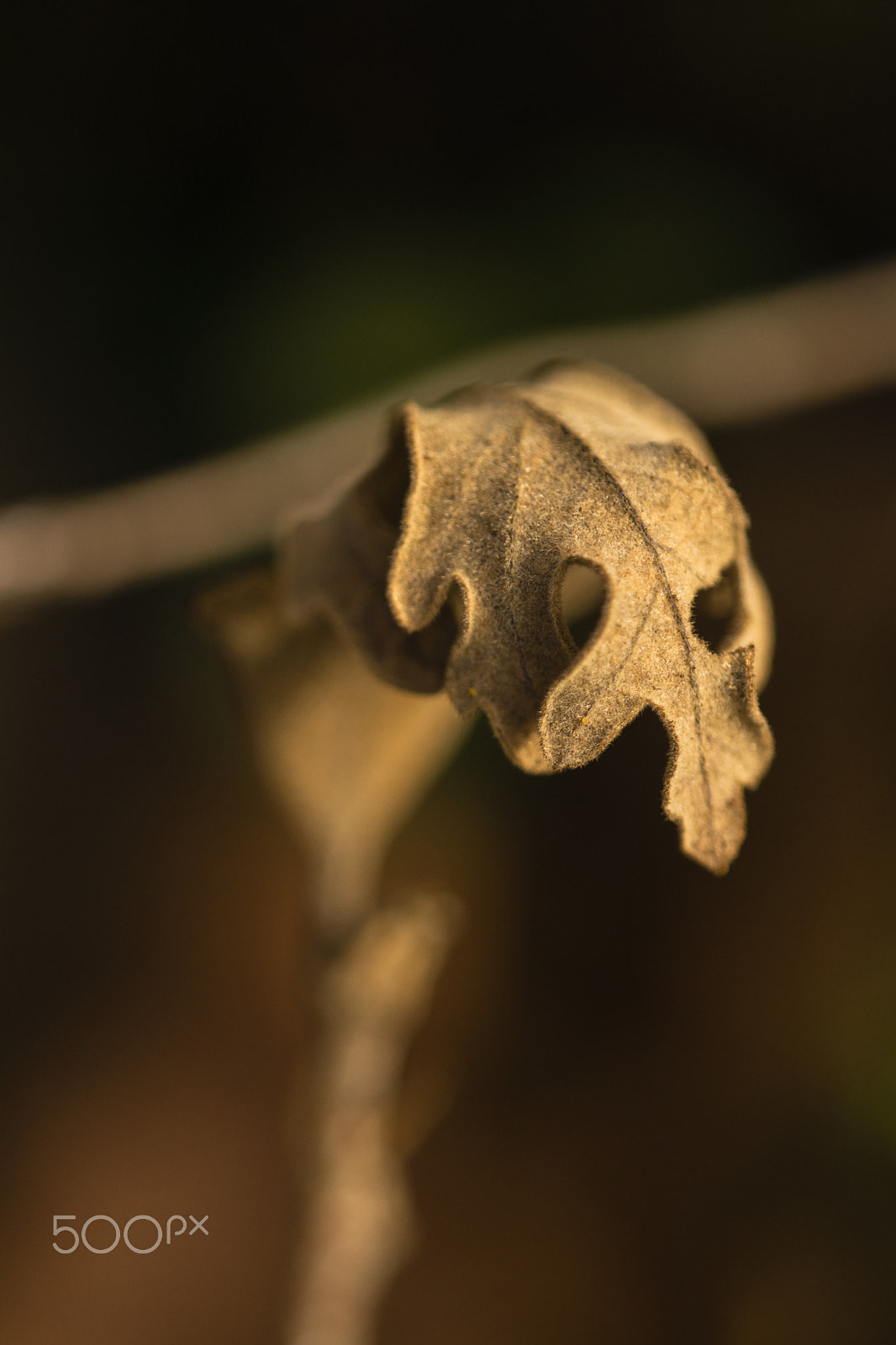 Nikon D3300 + Sigma 150mm F2.8 EX DG Macro HSM sample photo. Oak leaf photography