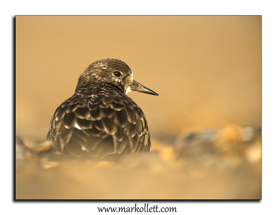 Nikon D4S + Nikon AF-S Nikkor 500mm F4G ED VR sample photo. Turnstone in the sun. photography