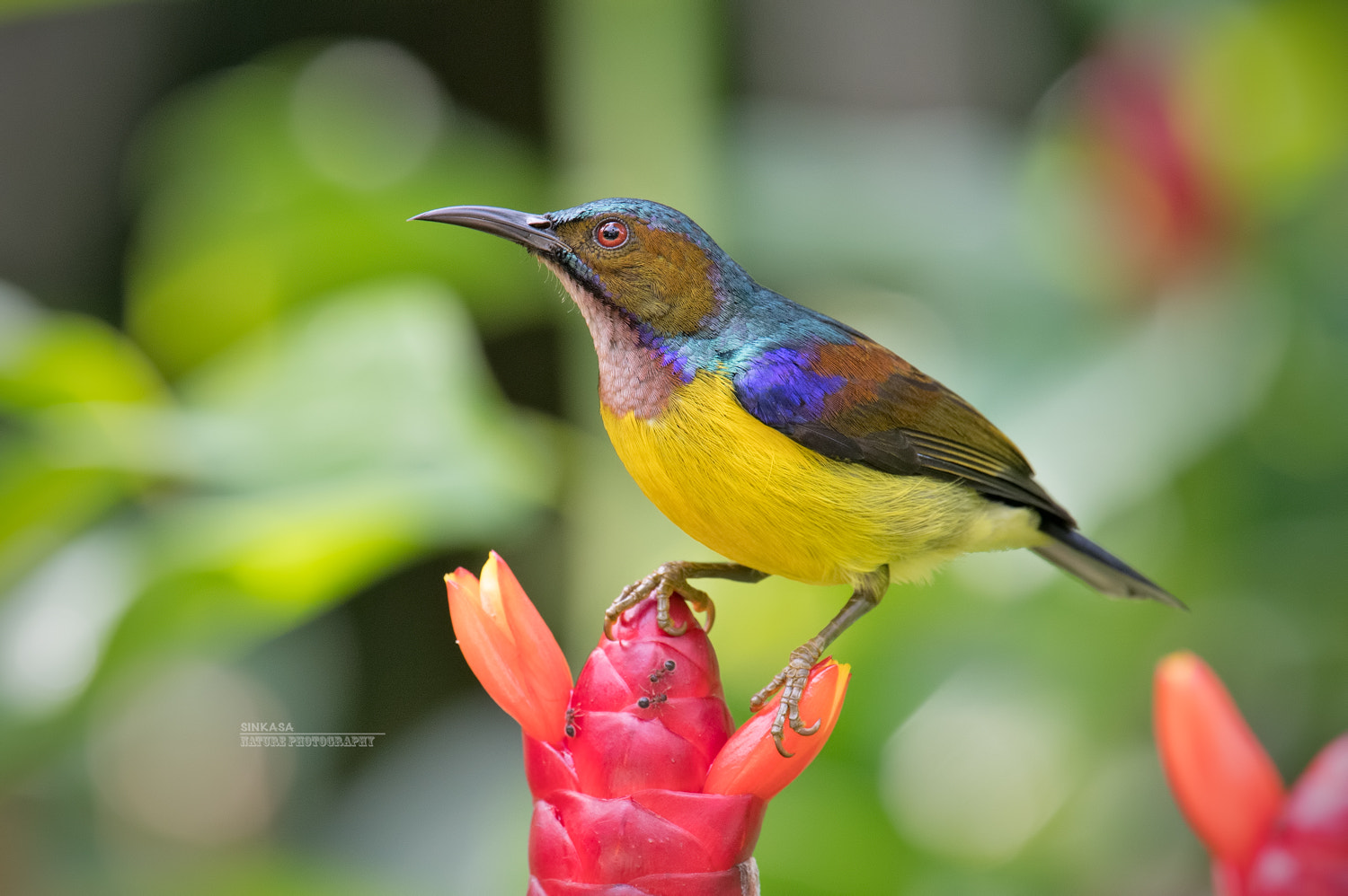 Nikon Nikkor AF-S 300mm F4E PF ED VR sample photo. Brown throated sunbird photography