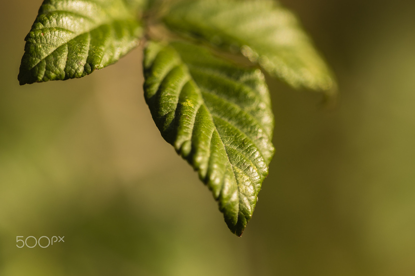 Sigma 150mm F2.8 EX DG Macro HSM sample photo. Green on green photography