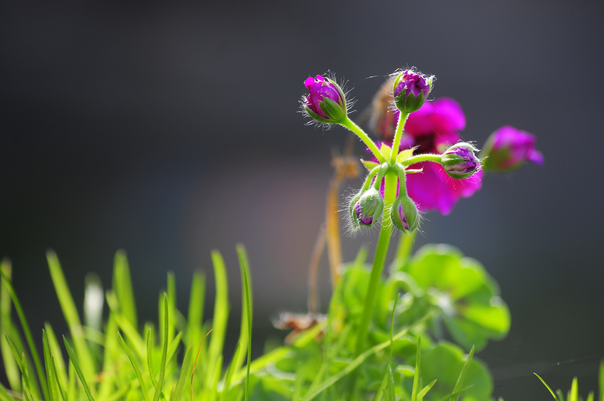 Sigma 70-300mm F4-5.6 APO DG Macro sample photo. Clk photography