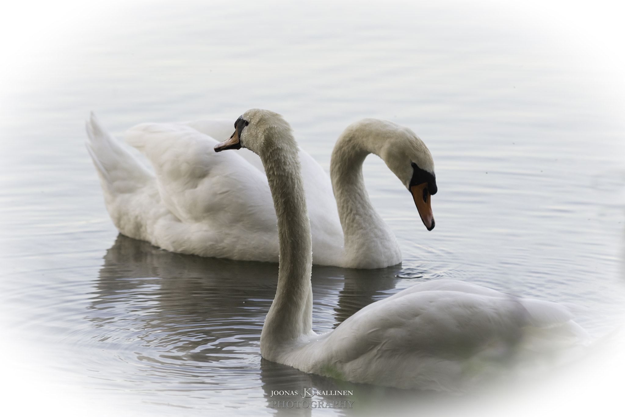 Sigma 70-200mm F2.8 EX DG Macro HSM II sample photo. Swans 3 photography