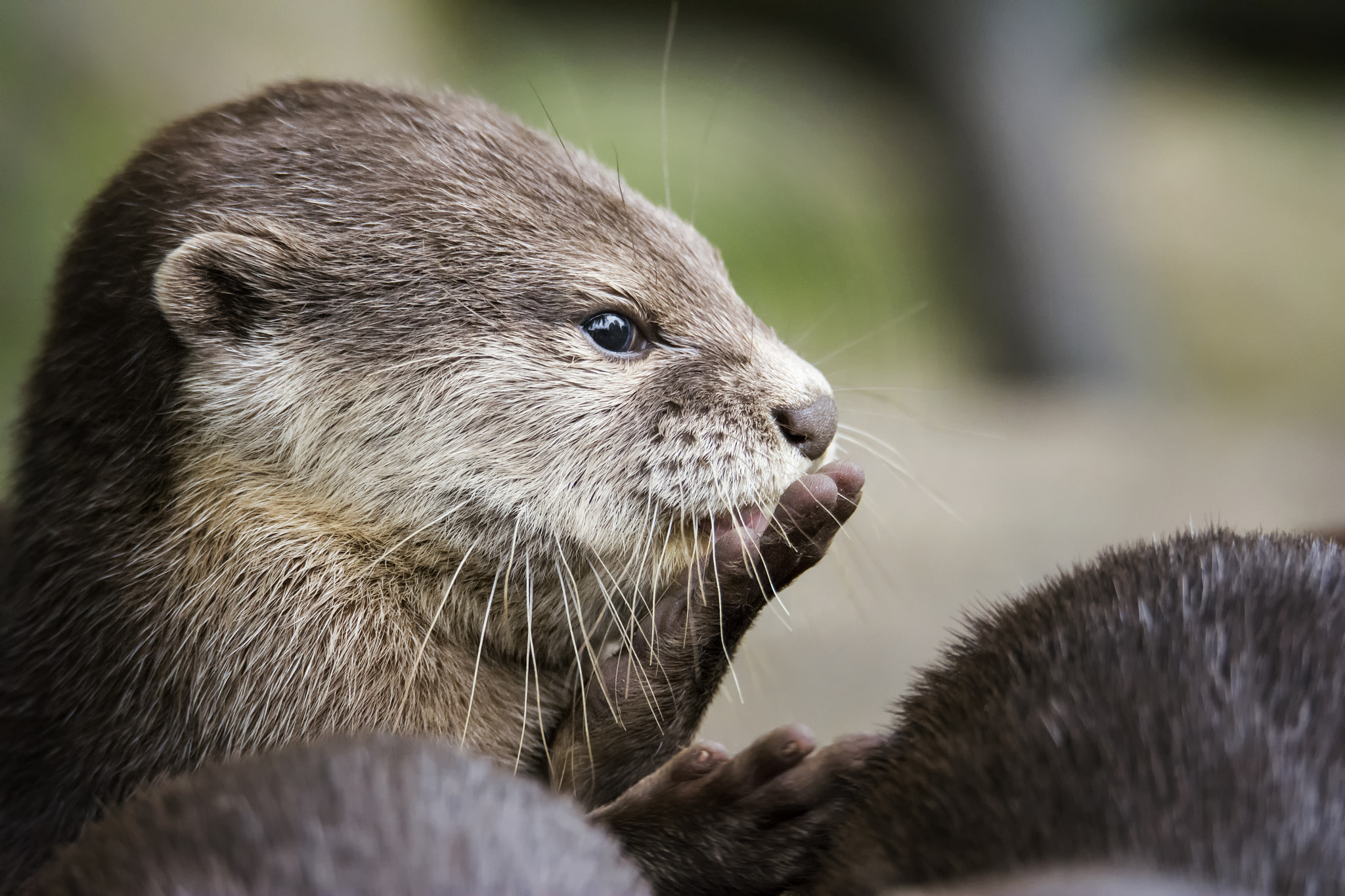 Sigma 150-600mm F5-6.3 DG OS HSM | S sample photo. Otter (lutra lutra) photography