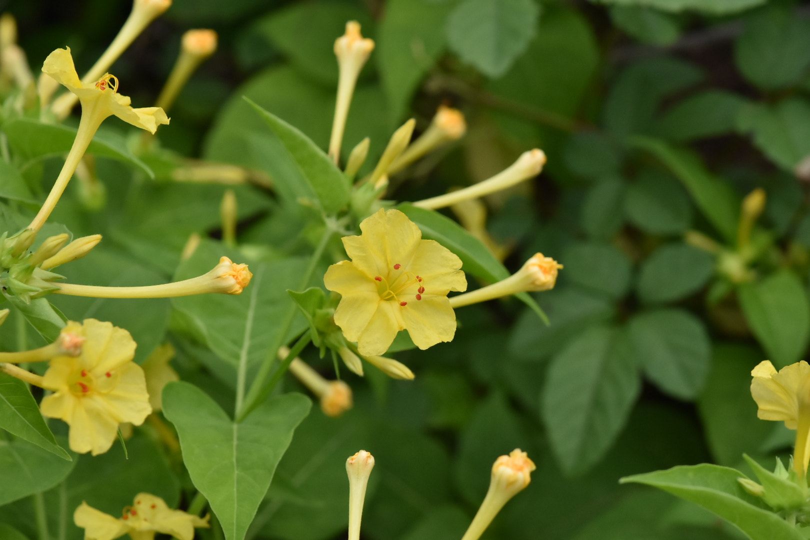 Nikon AF-S DX Micro-Nikkor 85mm F3.5G ED VR sample photo