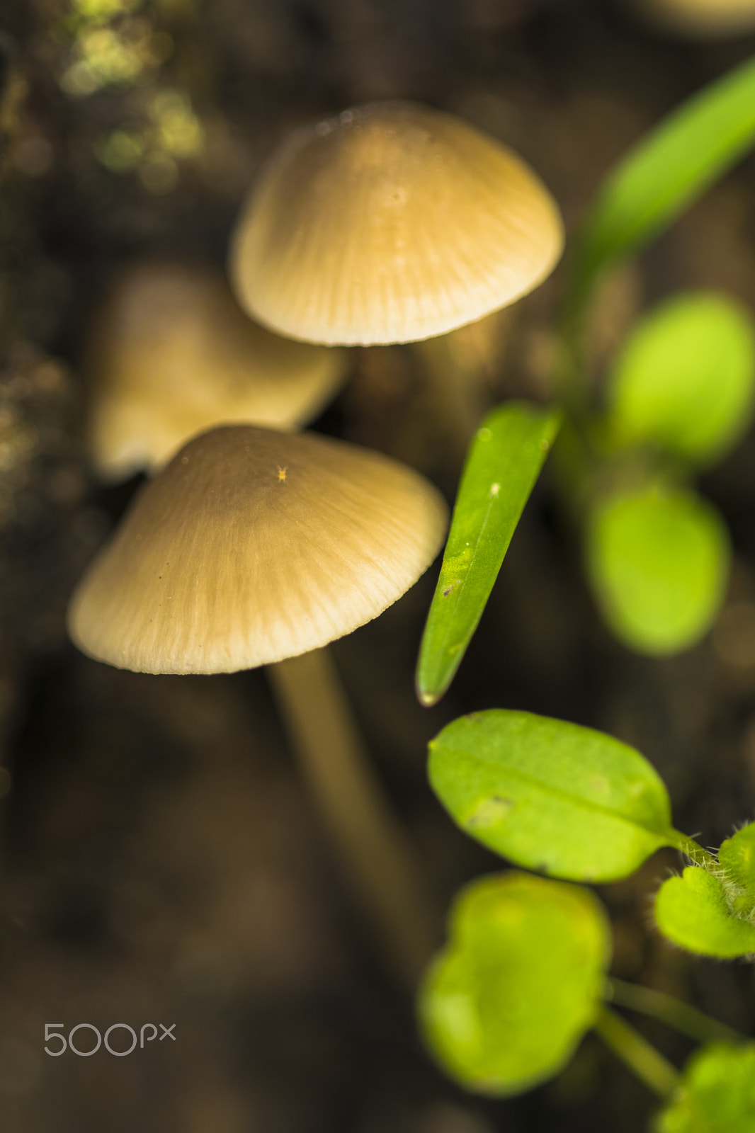 Sigma 150mm F2.8 EX DG Macro HSM sample photo. Soft mushrooms photography