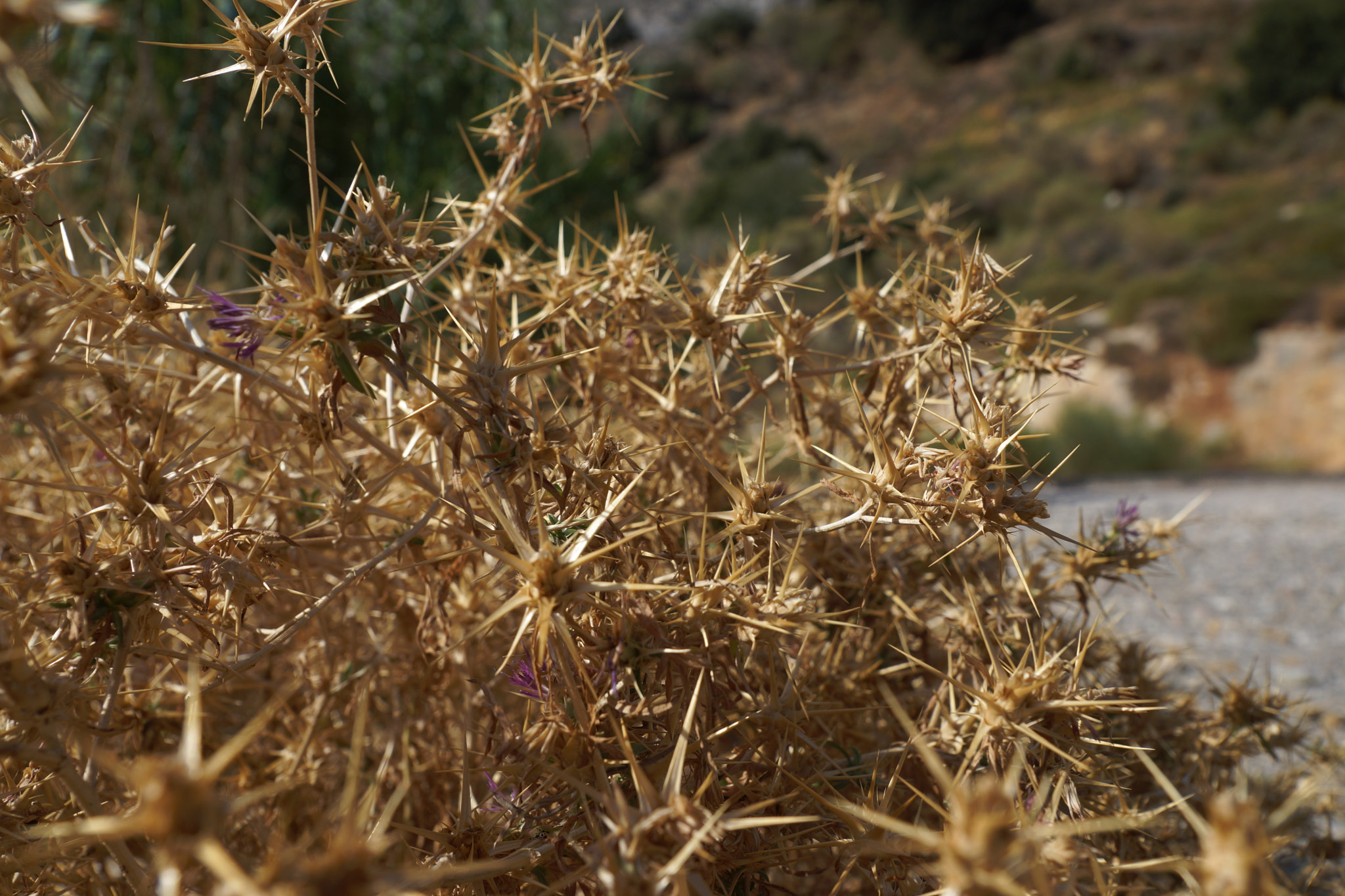 Sony SLT-A77 sample photo. Untitled photography