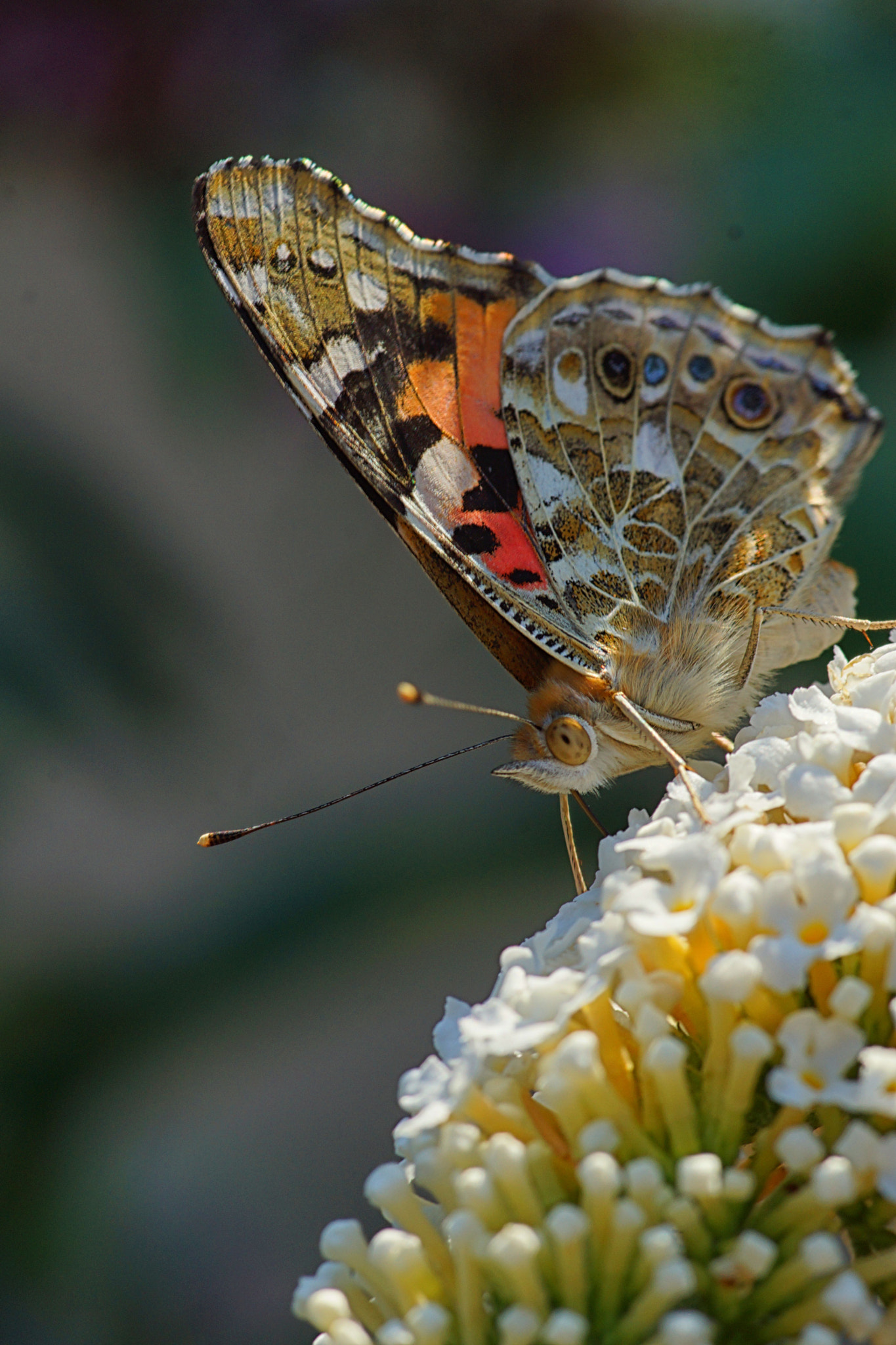 Sony SLT-A77 + Minolta AF 100mm F2.8 Macro [New] sample photo. )( photography