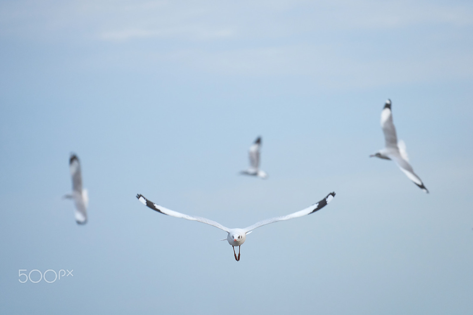 Sony FE 70-200mm F4 G OSS sample photo. Seagull group photography