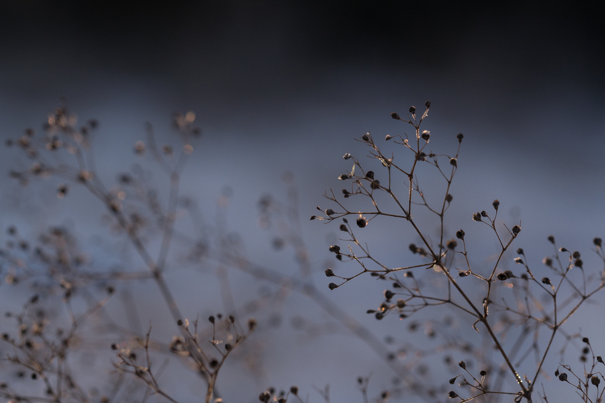Sigma 105mm F2.8 EX DG OS HSM sample photo. Bush photography