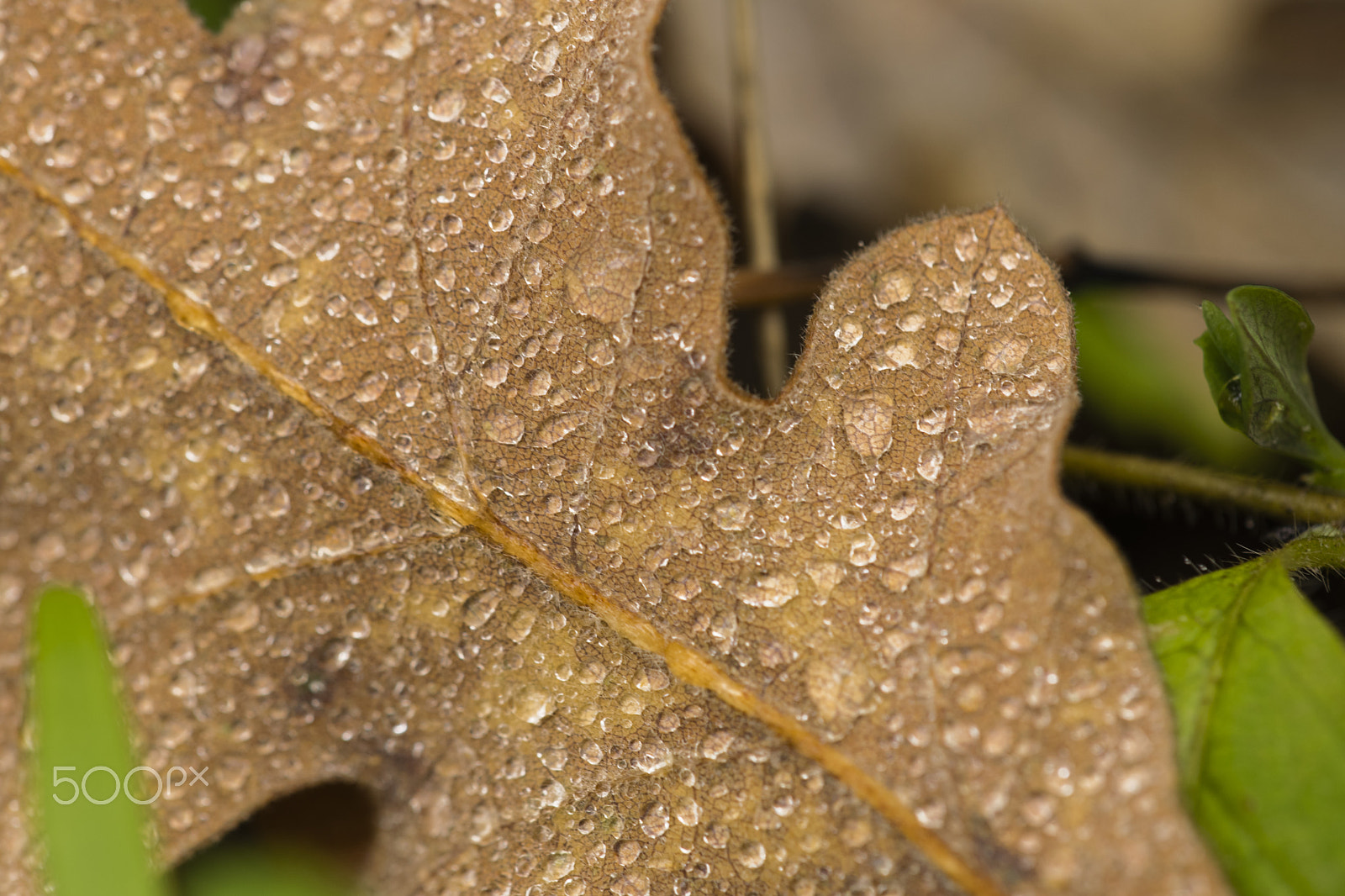 Sigma 150mm F2.8 EX DG Macro HSM sample photo. It's rainning again !! #1 photography