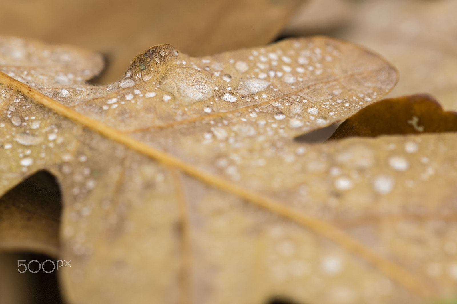 Nikon D3300 + Sigma 150mm F2.8 EX DG Macro HSM sample photo. It's rainning again !! #2 photography