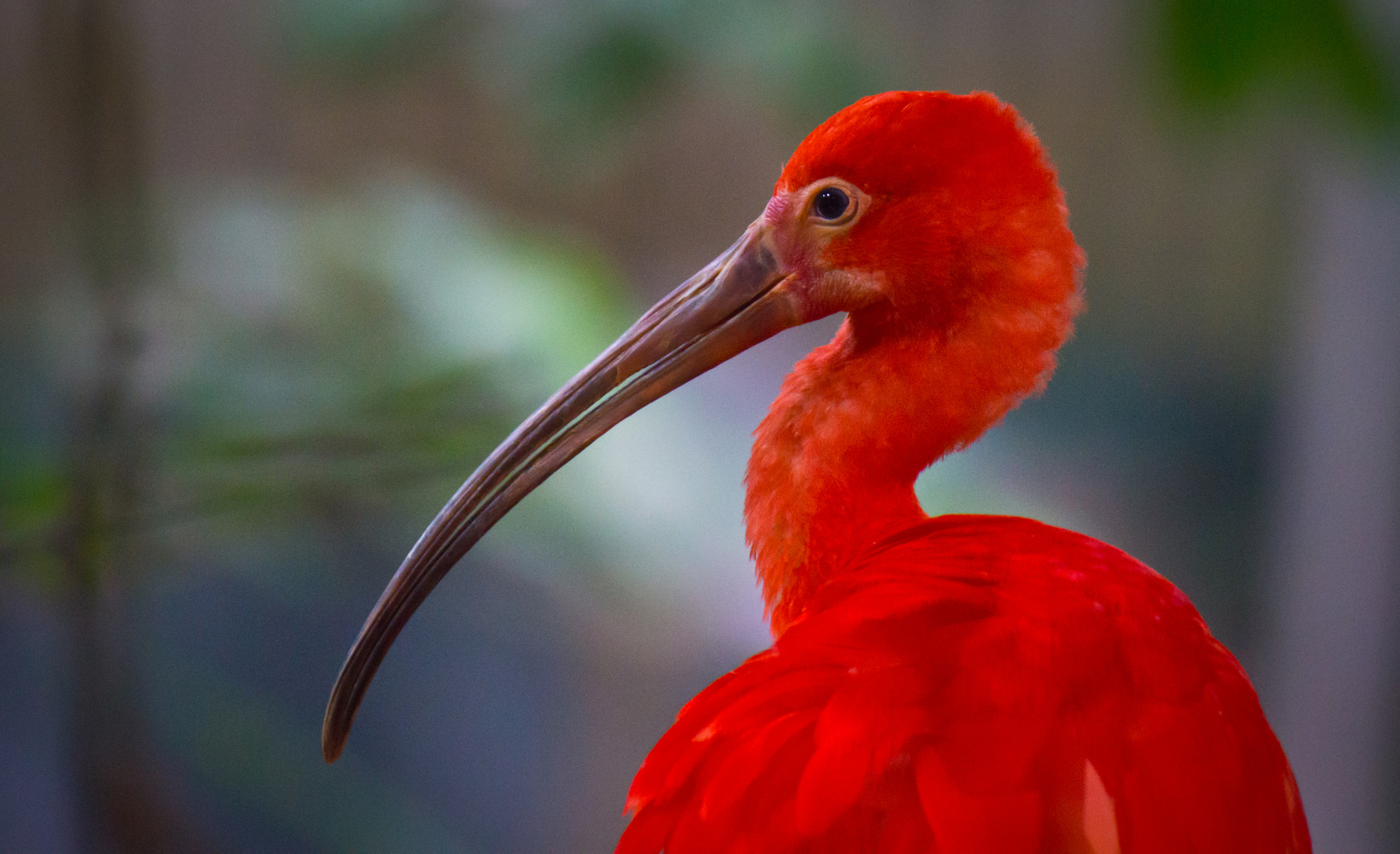 Tamron SP 70-300mm F4-5.6 Di USD sample photo. Beautiful red ibis closeup photography