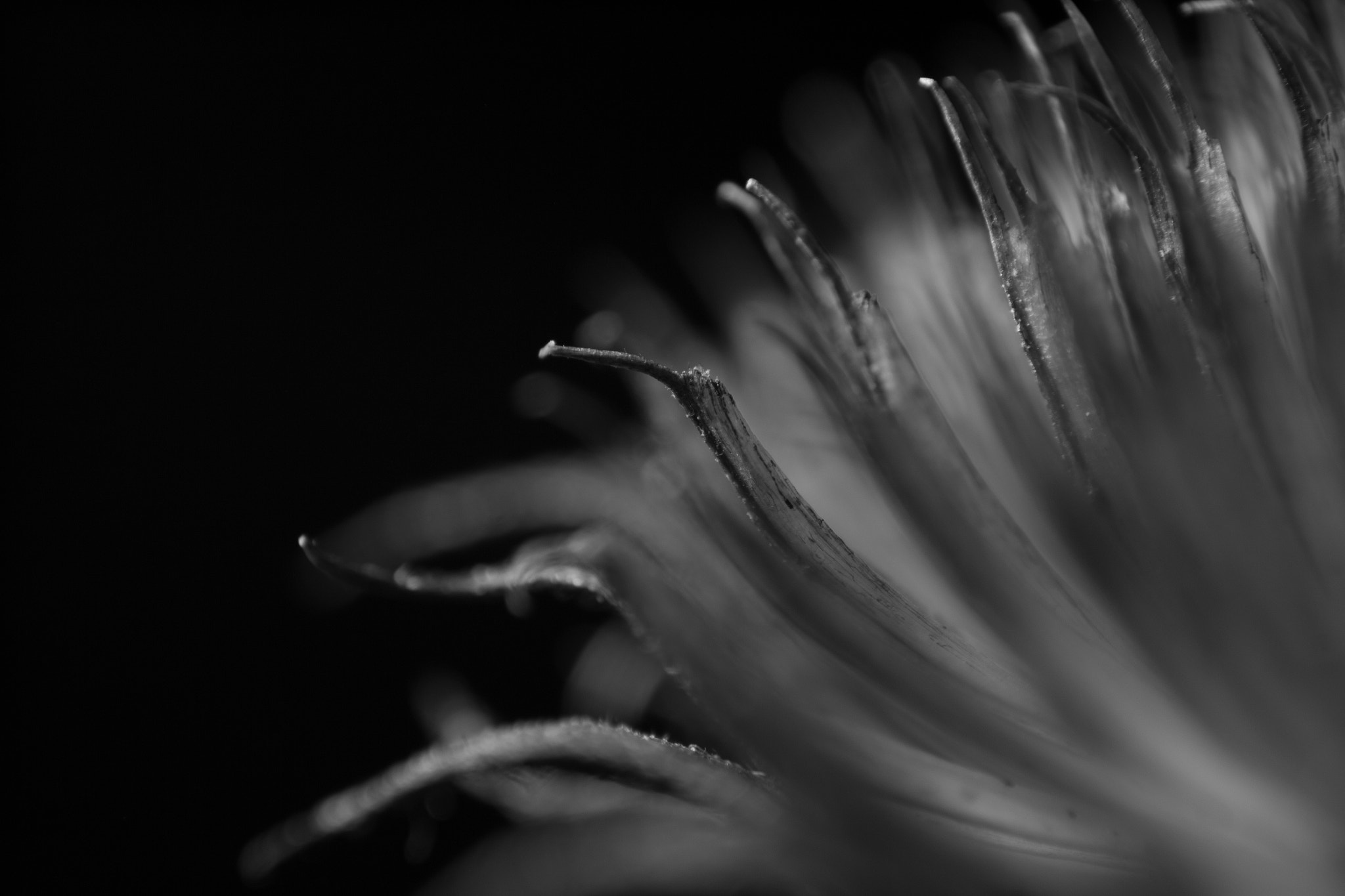 Canon EF 16-35mm F2.8L II USM sample photo. Seed 2 photography