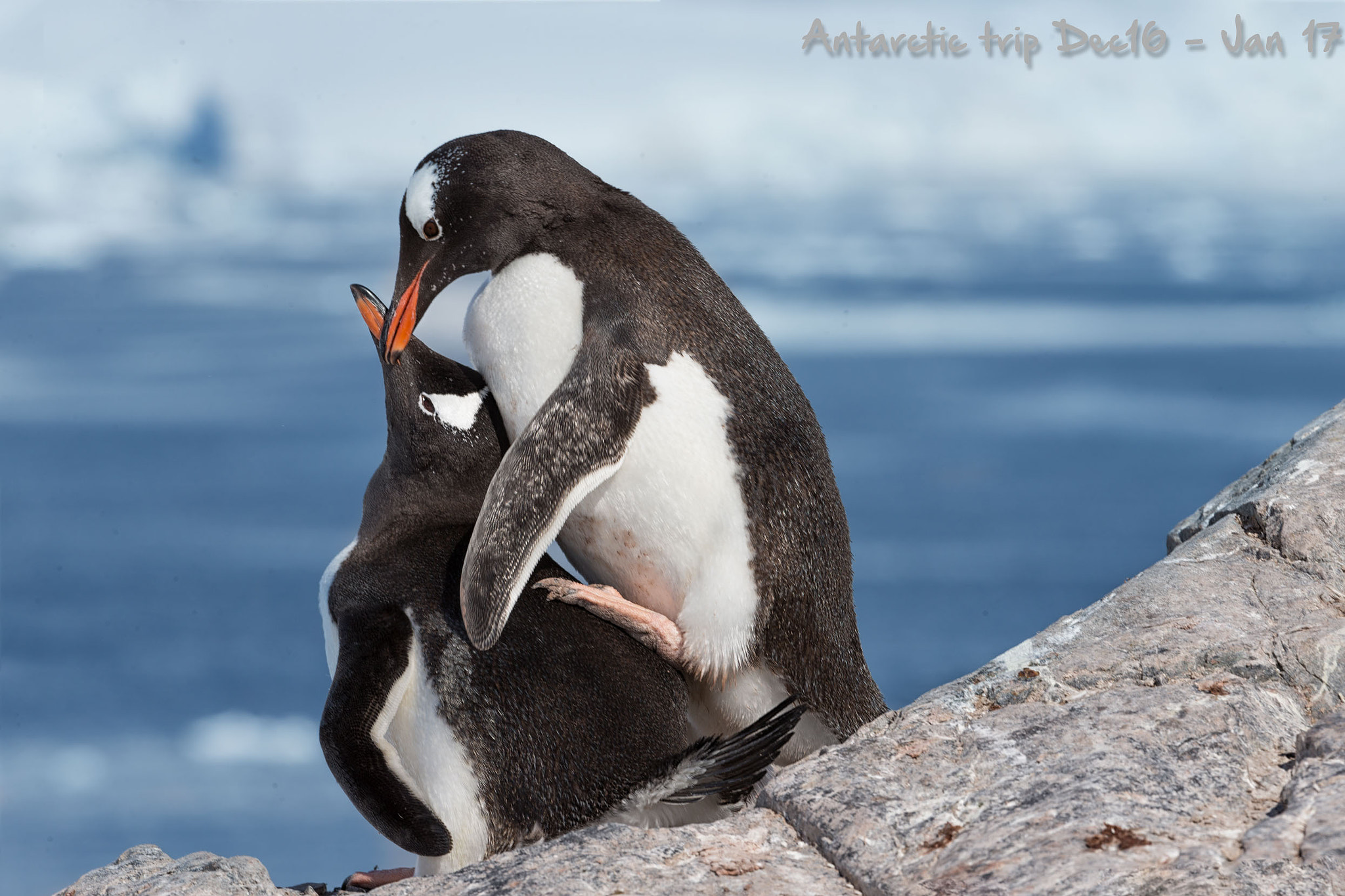 Canon EOS-1D X sample photo. Gentoo penguins mating photography