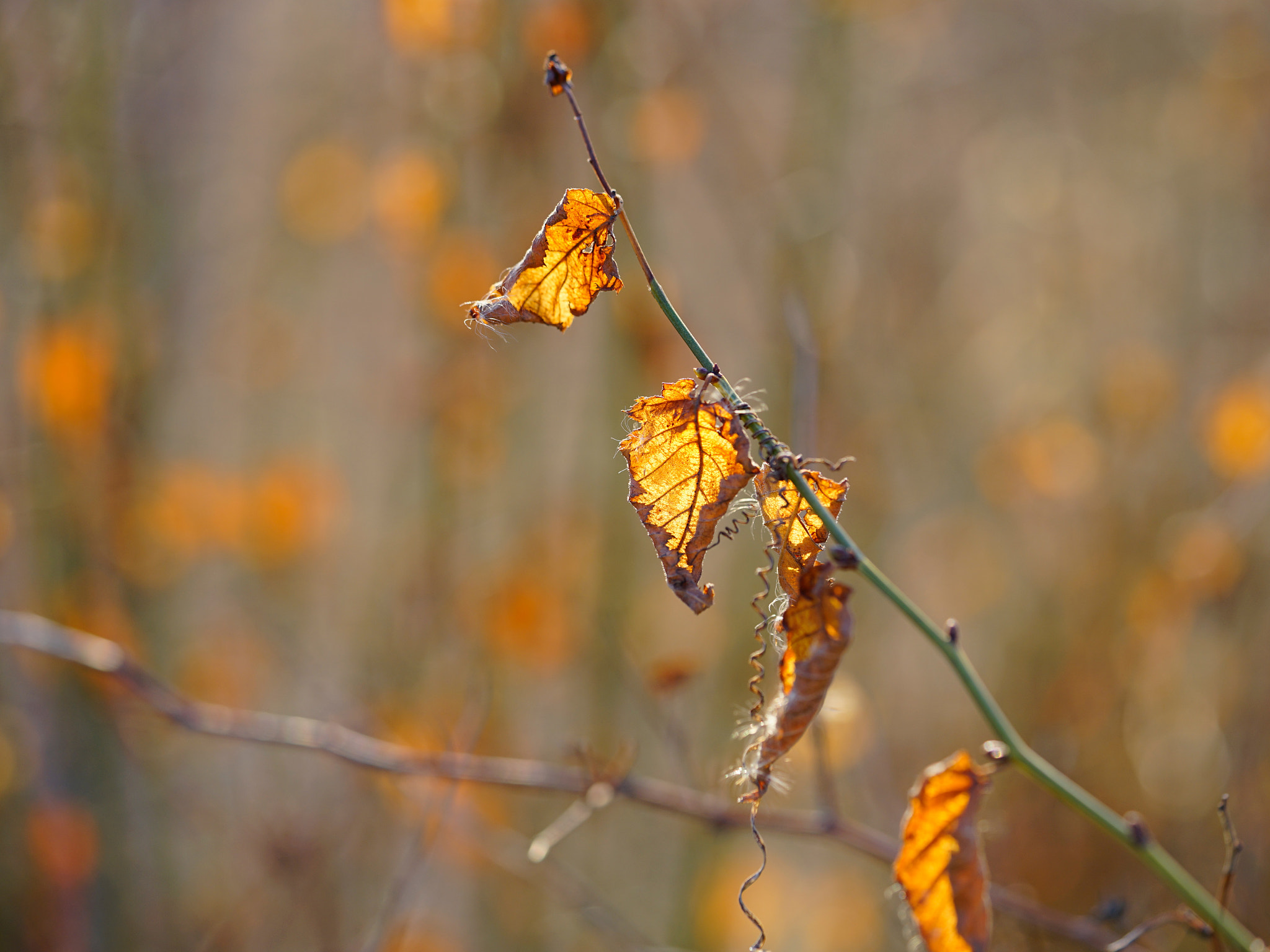 Sony a7 II + Sony FE 90mm F2.8 Macro G OSS sample photo. 金色年华 photography