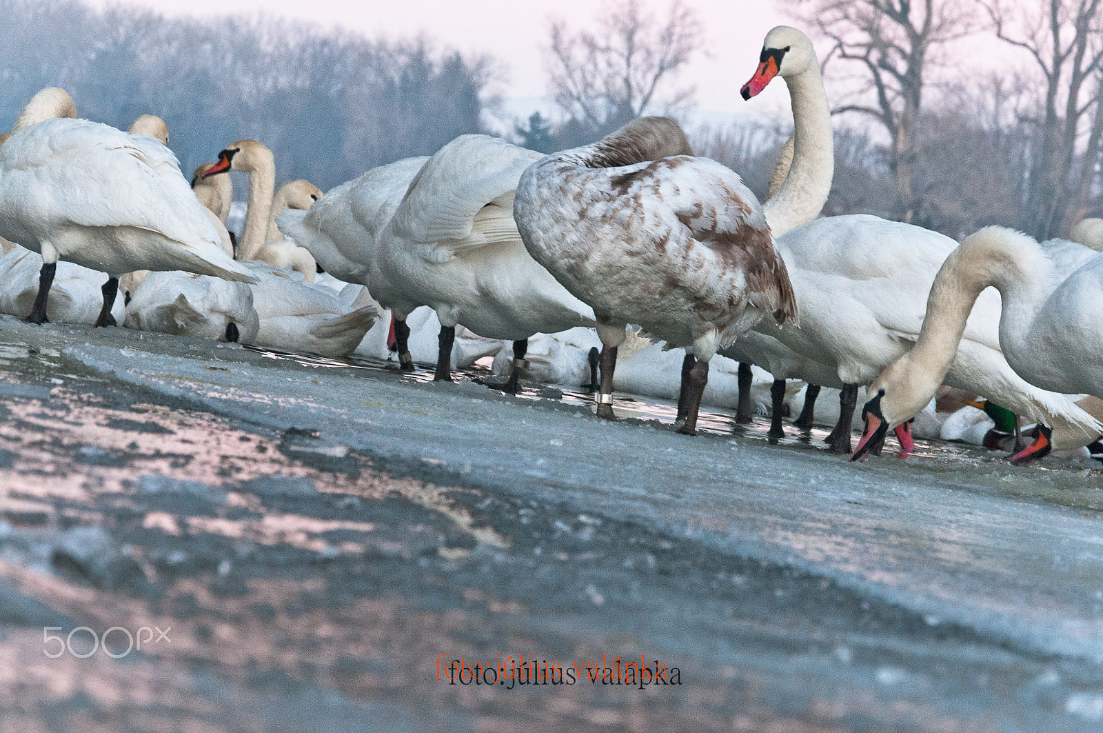Nikon D300 sample photo. Swans group photography