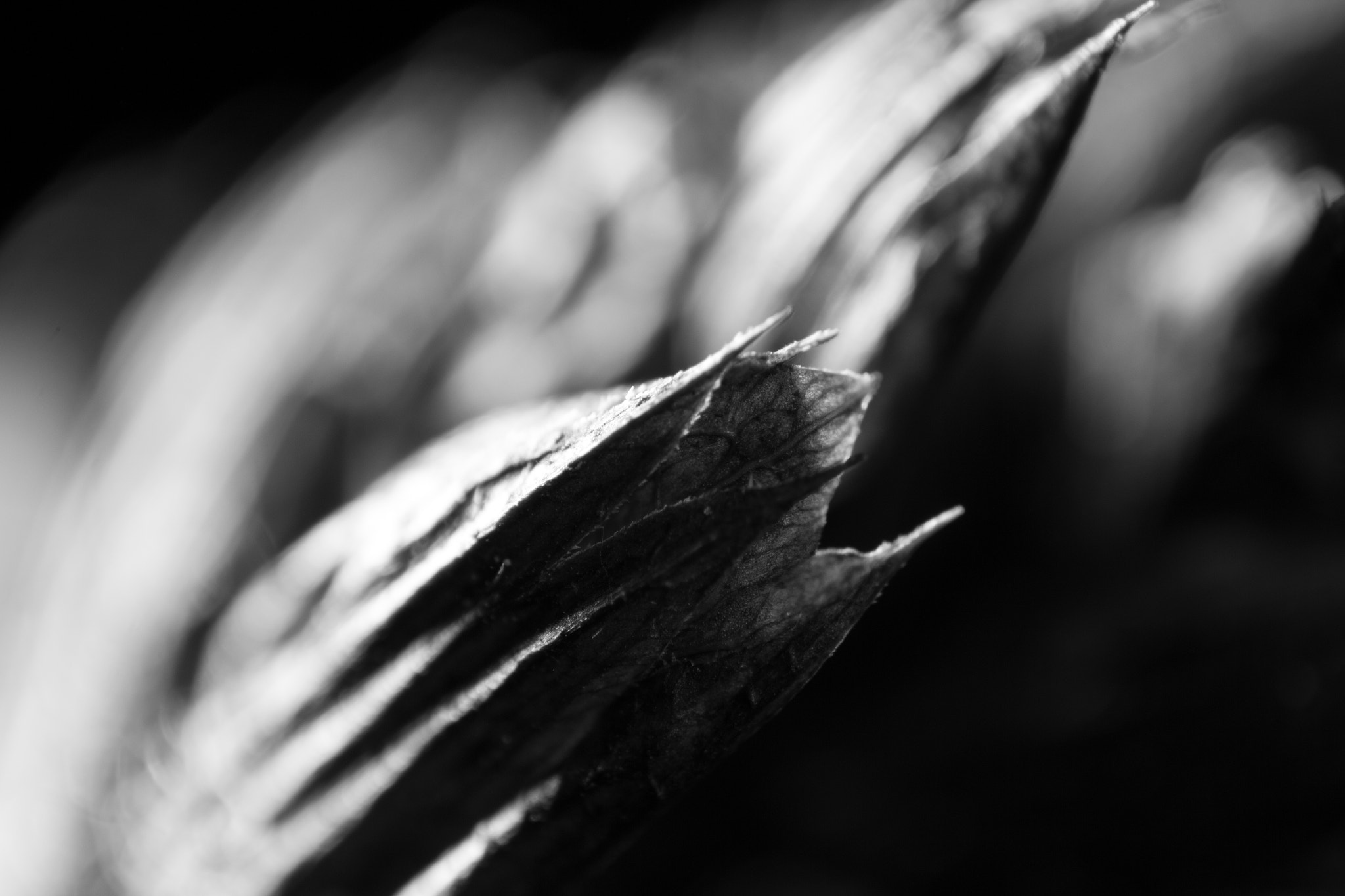 Canon EF 16-35mm F2.8L II USM sample photo. Seed 5 photography