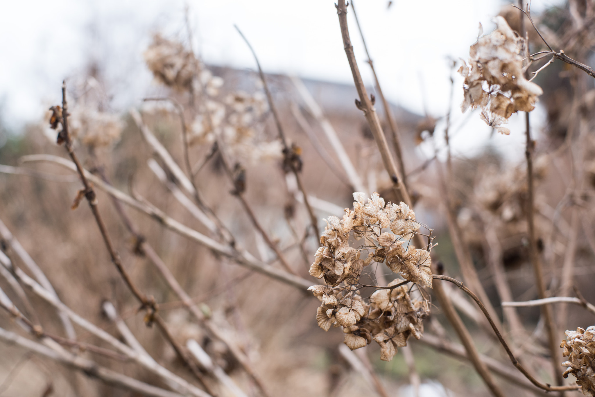 ZEISS Planar T* 50mm F1.4 sample photo. Dried hydrangea photography